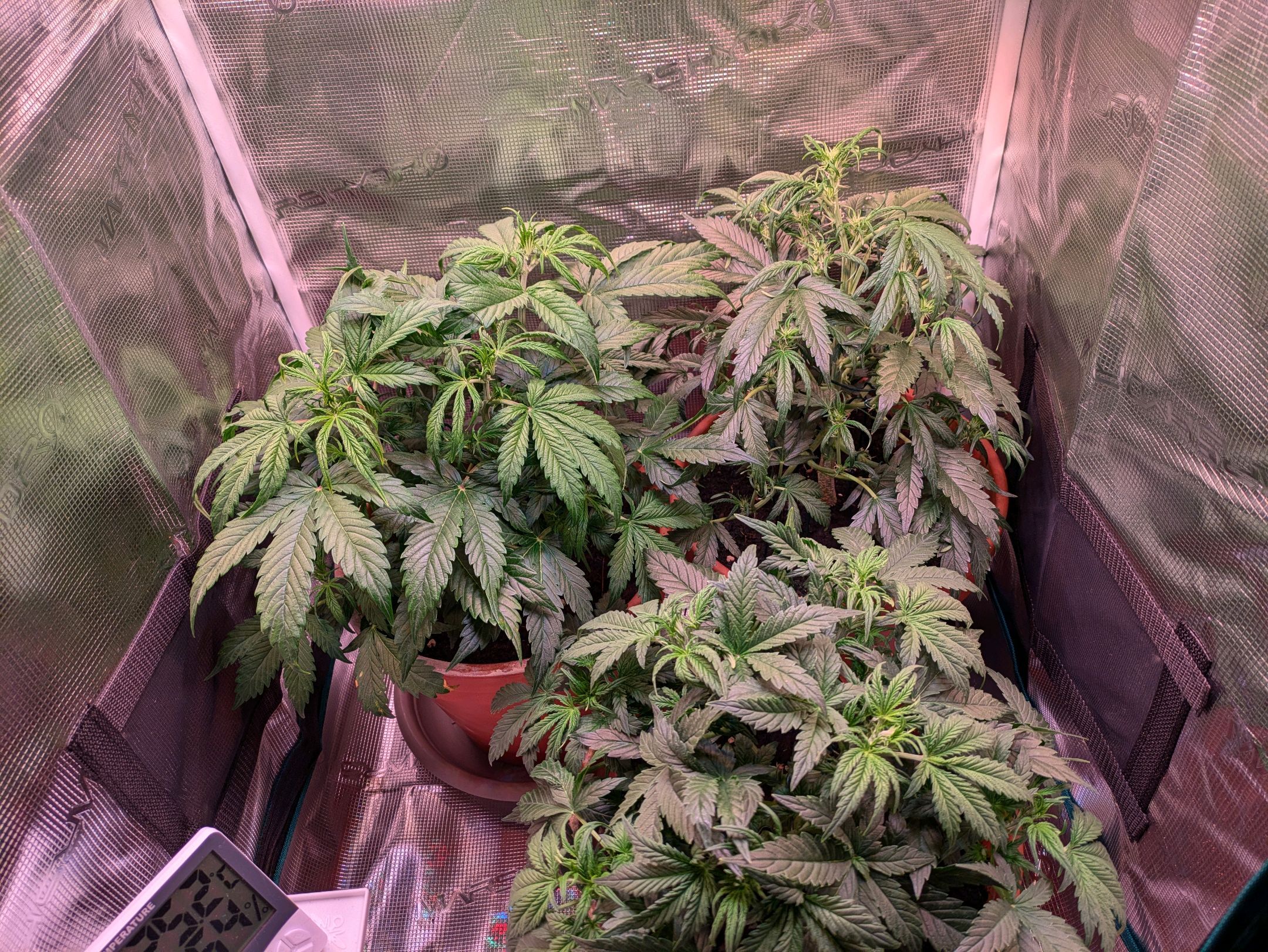 Sticky Orange XXL Automatic growlog photo 43