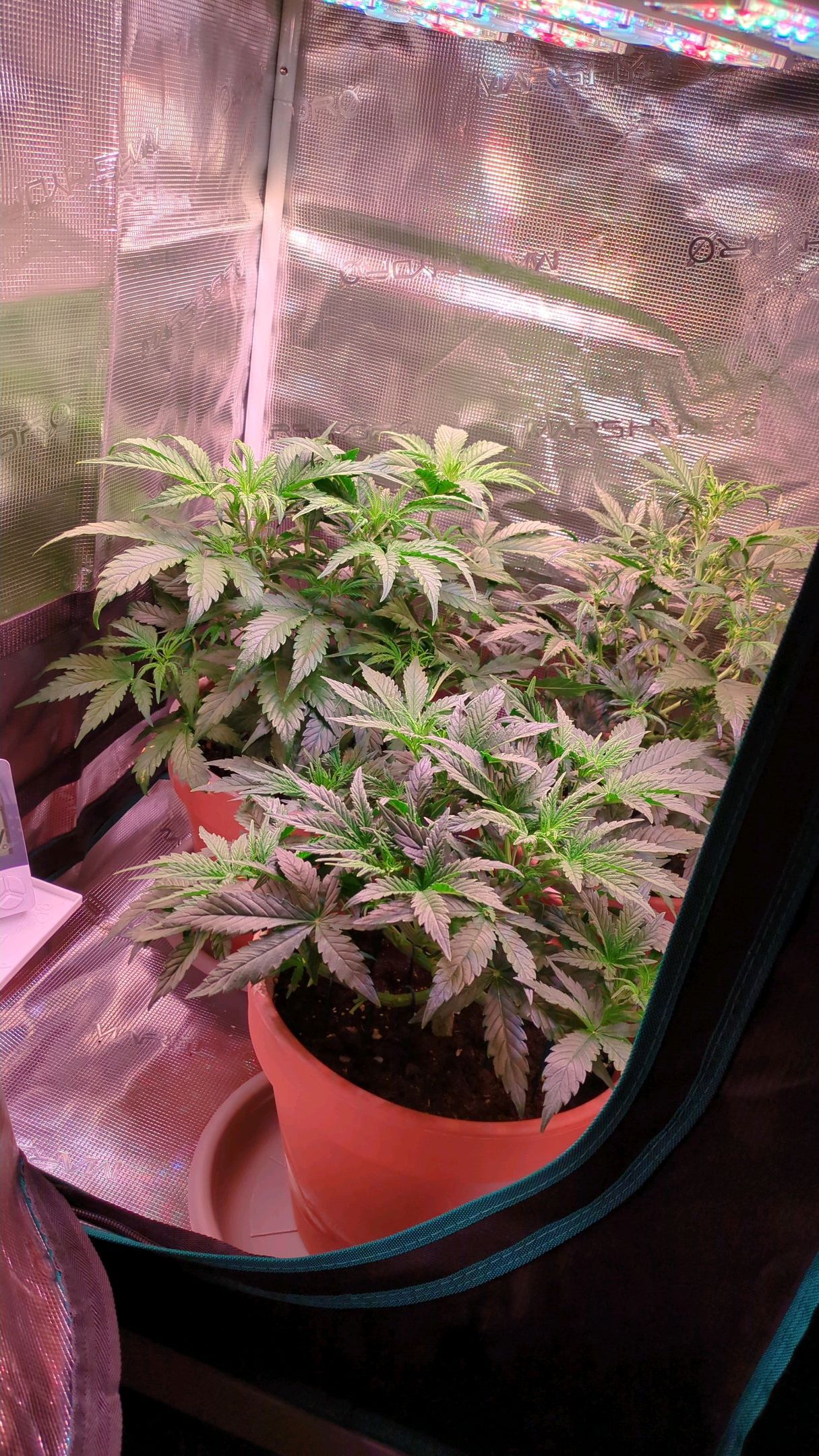 Sticky Orange XXL Automatic growlog photo 45