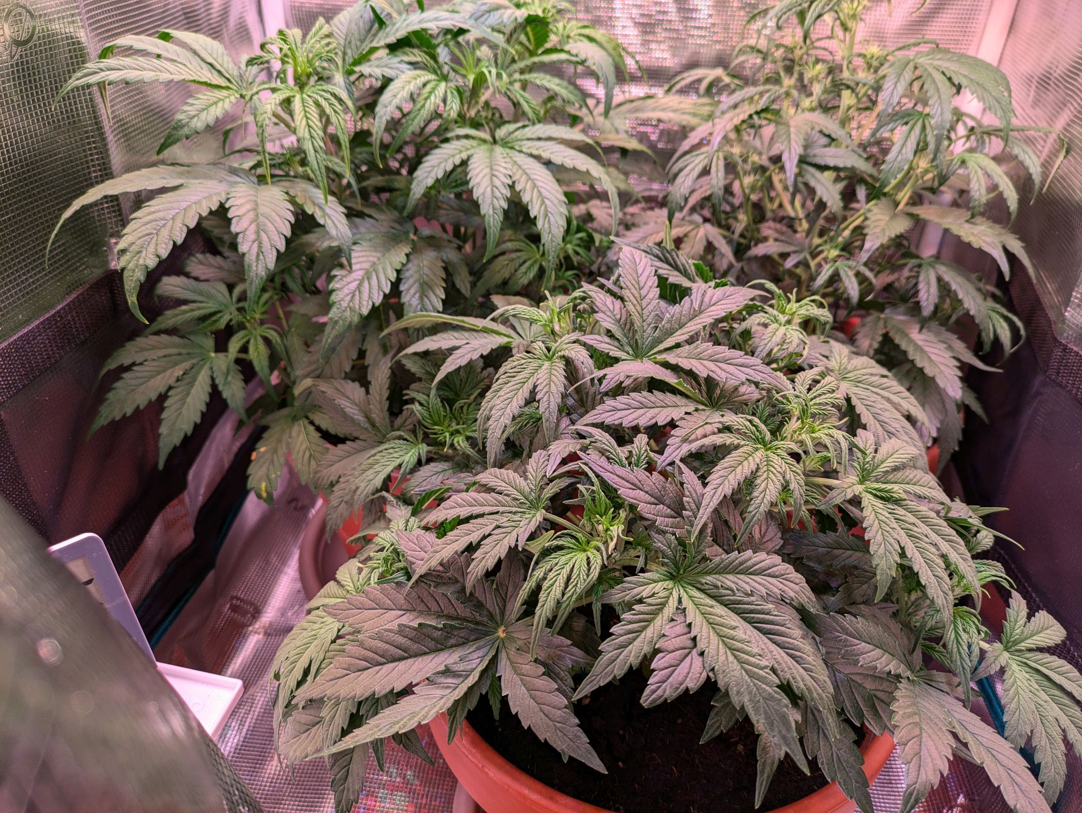 Sticky Orange XXL Automatic growlog photo 44