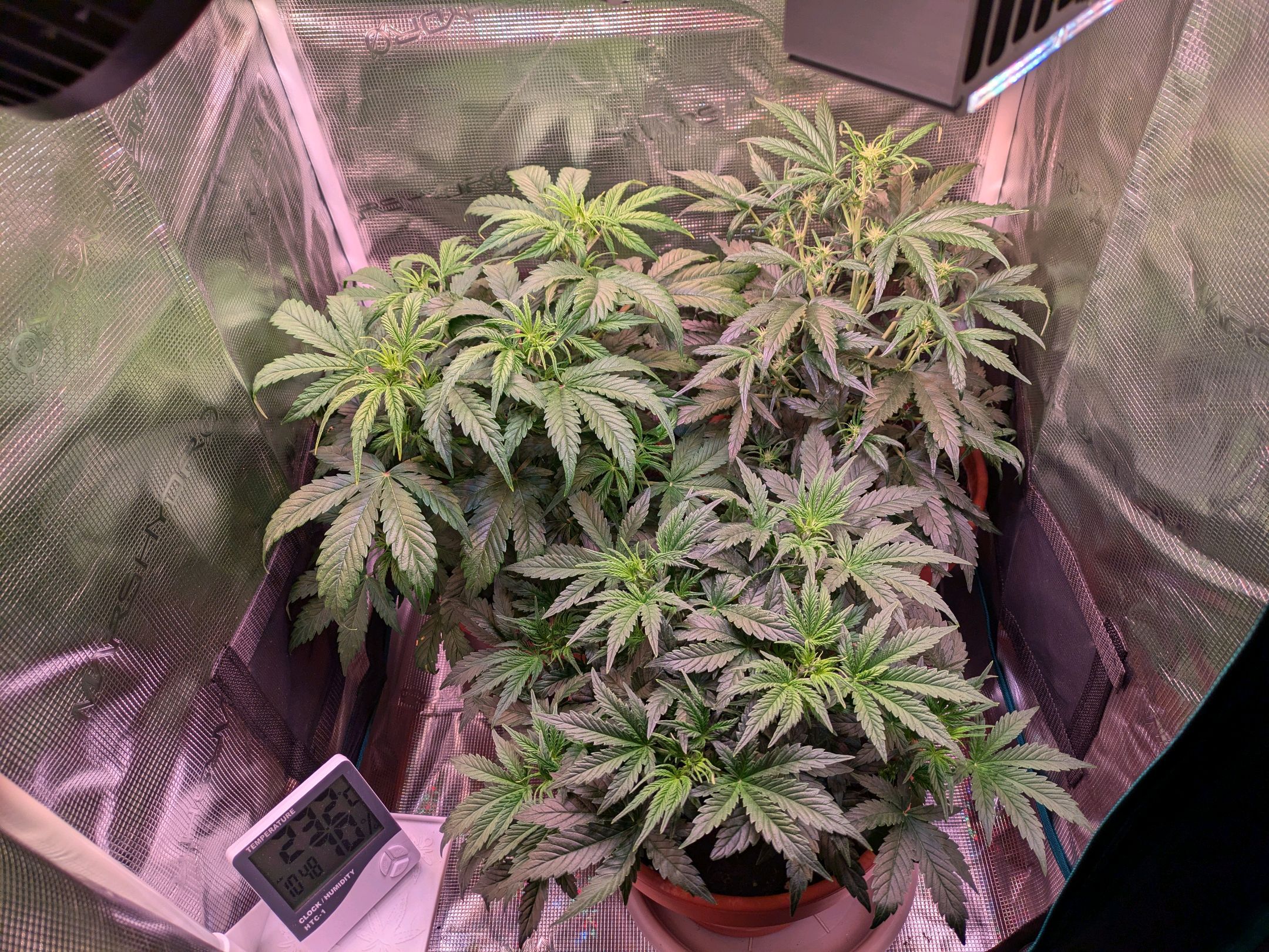 Sticky Orange XXL Automatic growlog photo 46