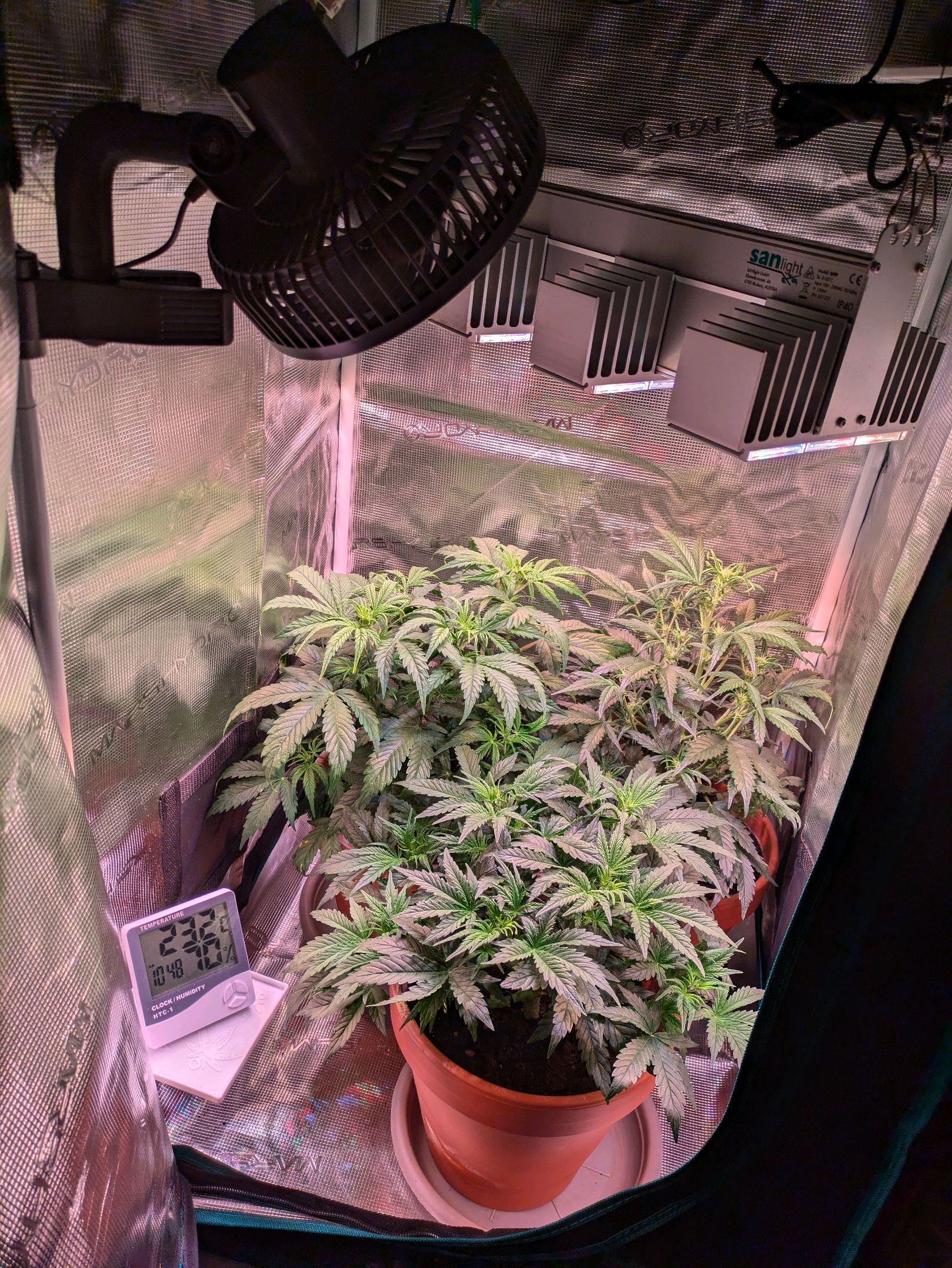 Sticky Orange XXL Automatic growlog photo 47