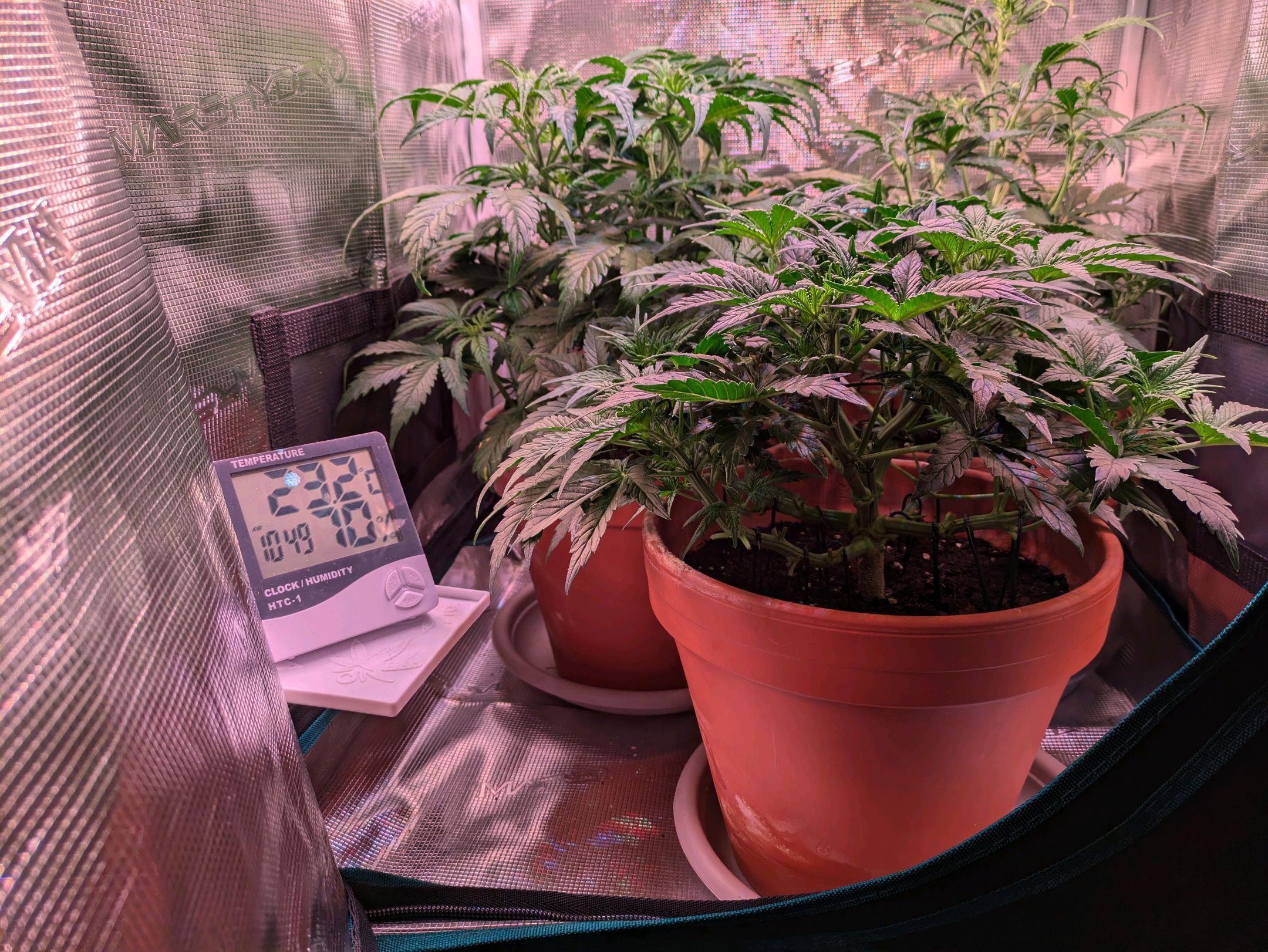 Sticky Orange XXL Automatic growlog photo 48