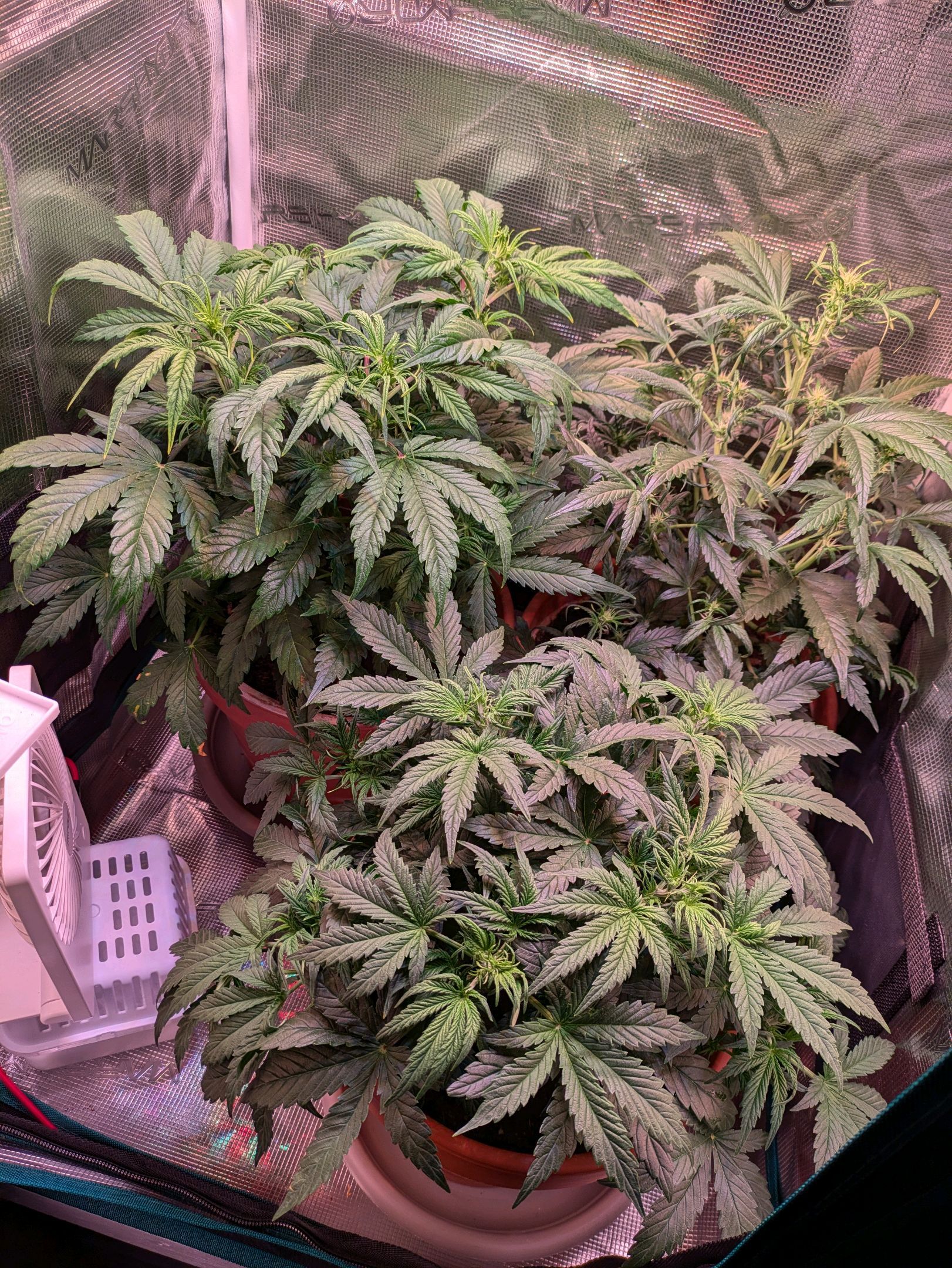 Sticky Orange XXL Automatic growlog photo 49