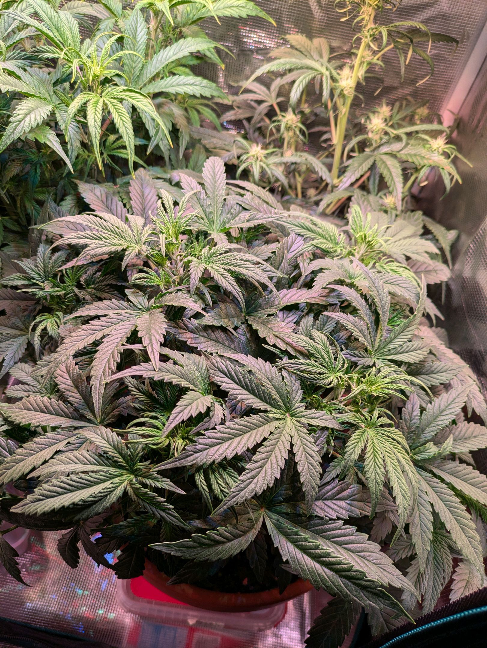 Sticky Orange XXL Automatic growlog photo 50