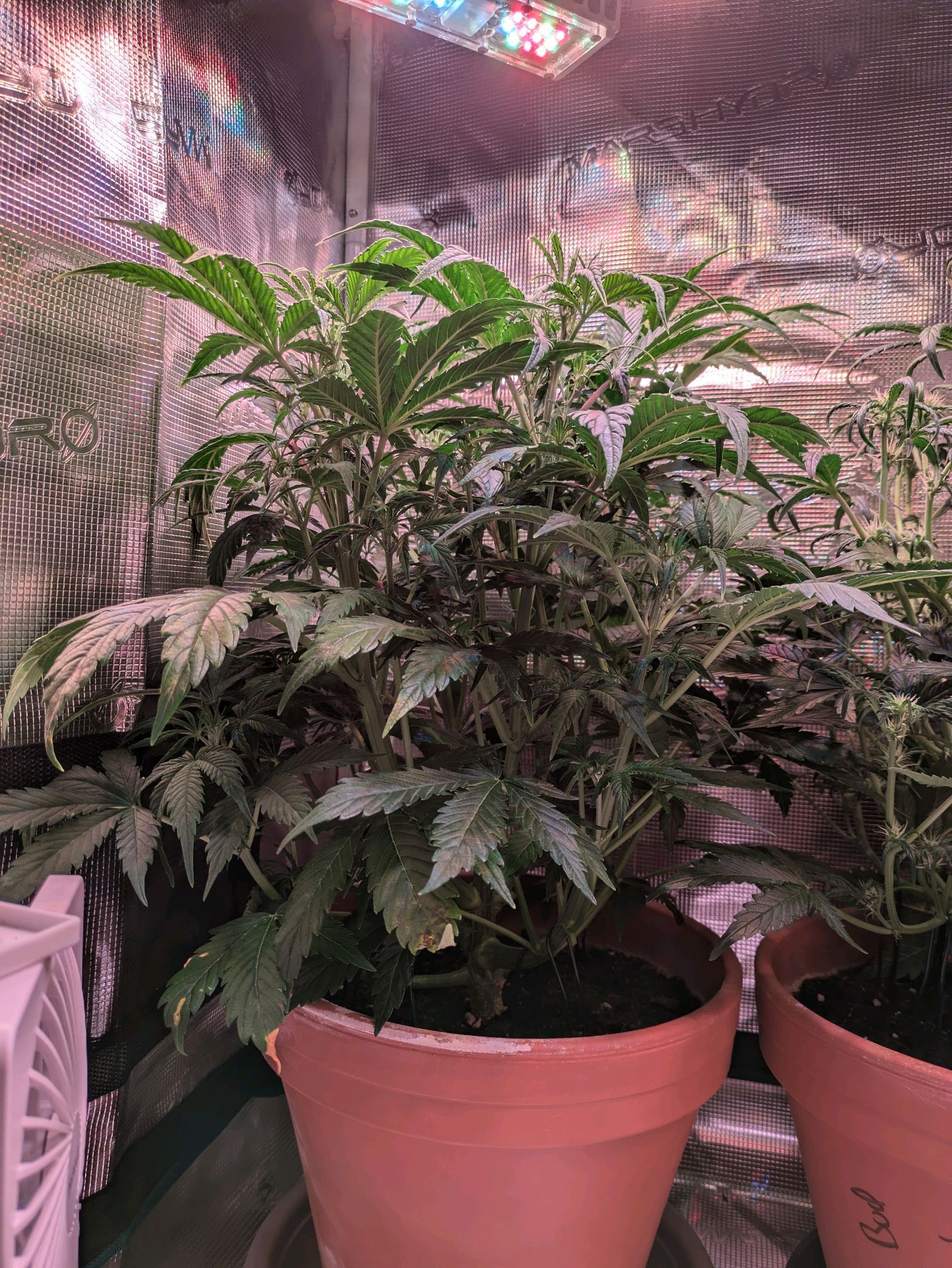 Sticky Orange XXL Automatic growlog photo 51