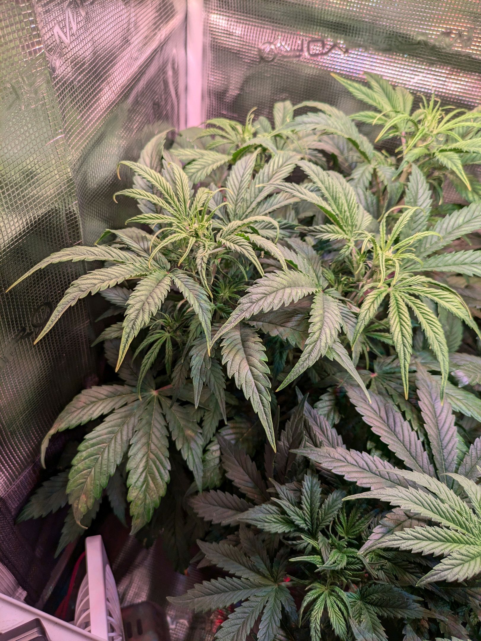 Sticky Orange XXL Automatic growlog photo 52