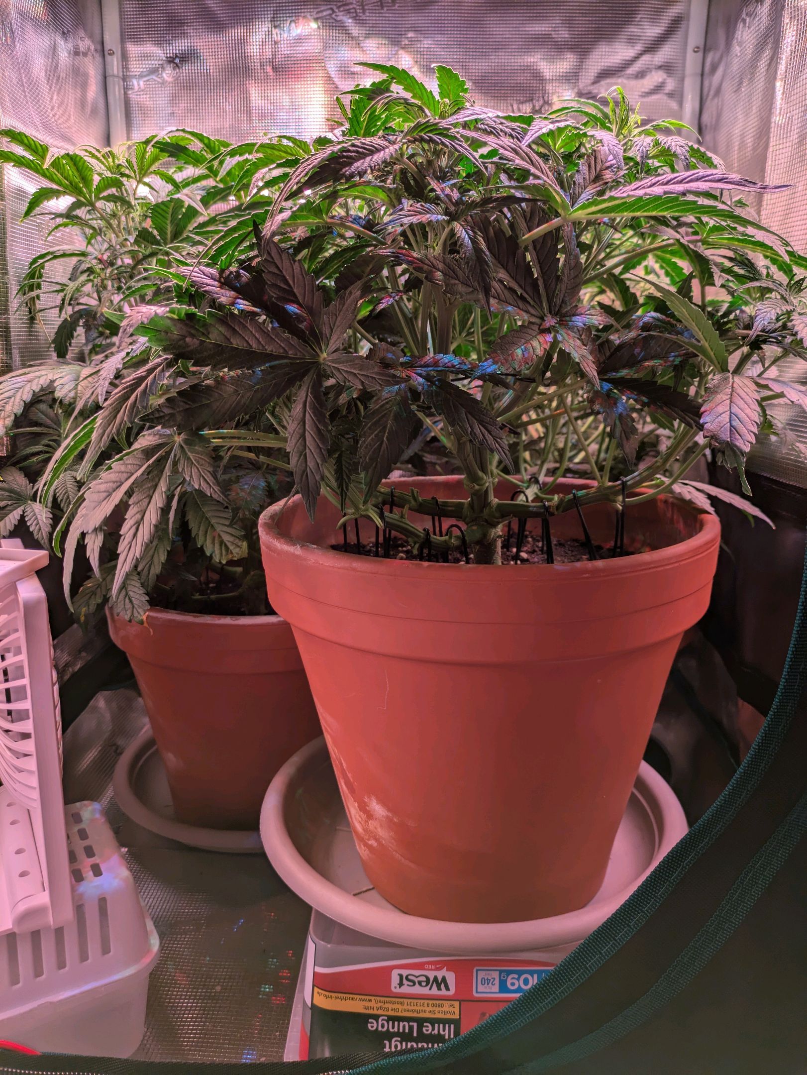 Sticky Orange XXL Automatic growlog photo 53