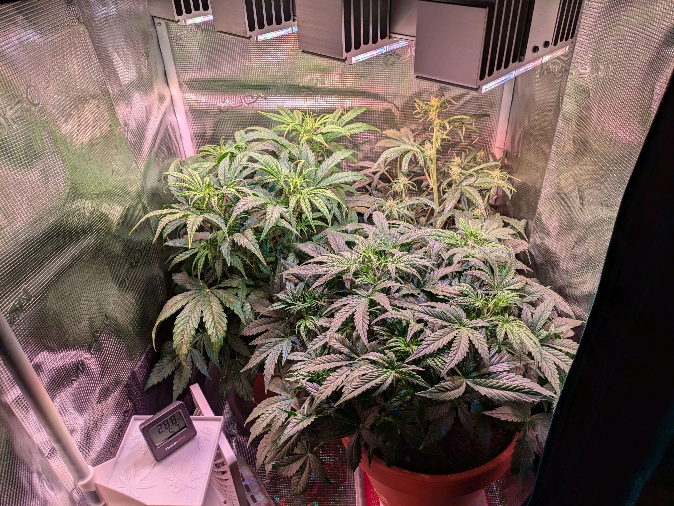 Sticky Orange XXL Automatic growlog photo 54