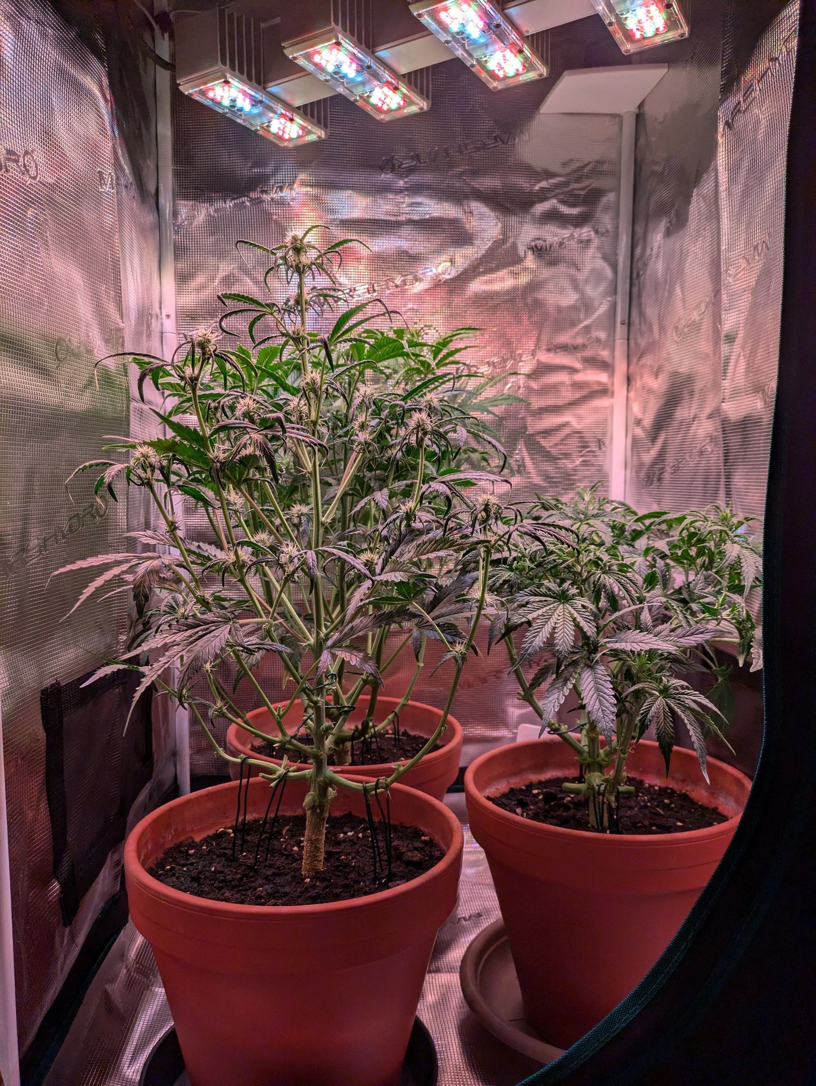 Sticky Orange XXL Automatic growlog photo 55
