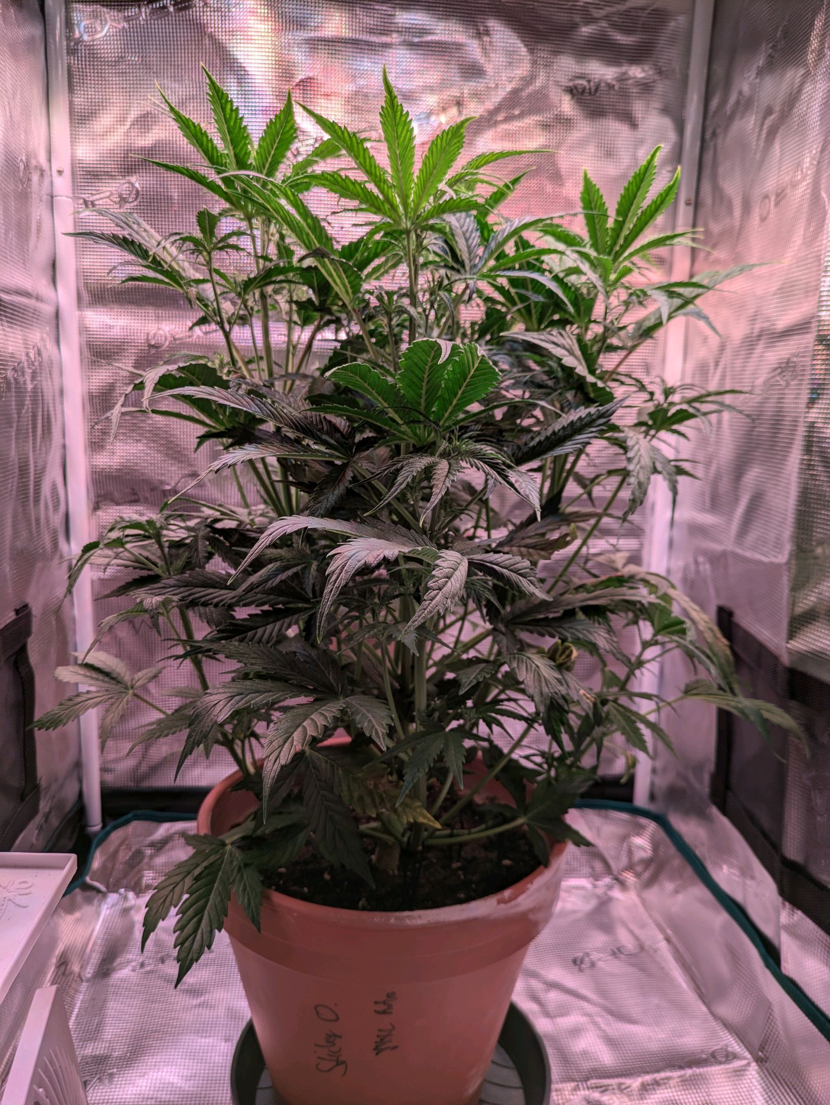Sticky Orange XXL Automatic growlog photo 56
