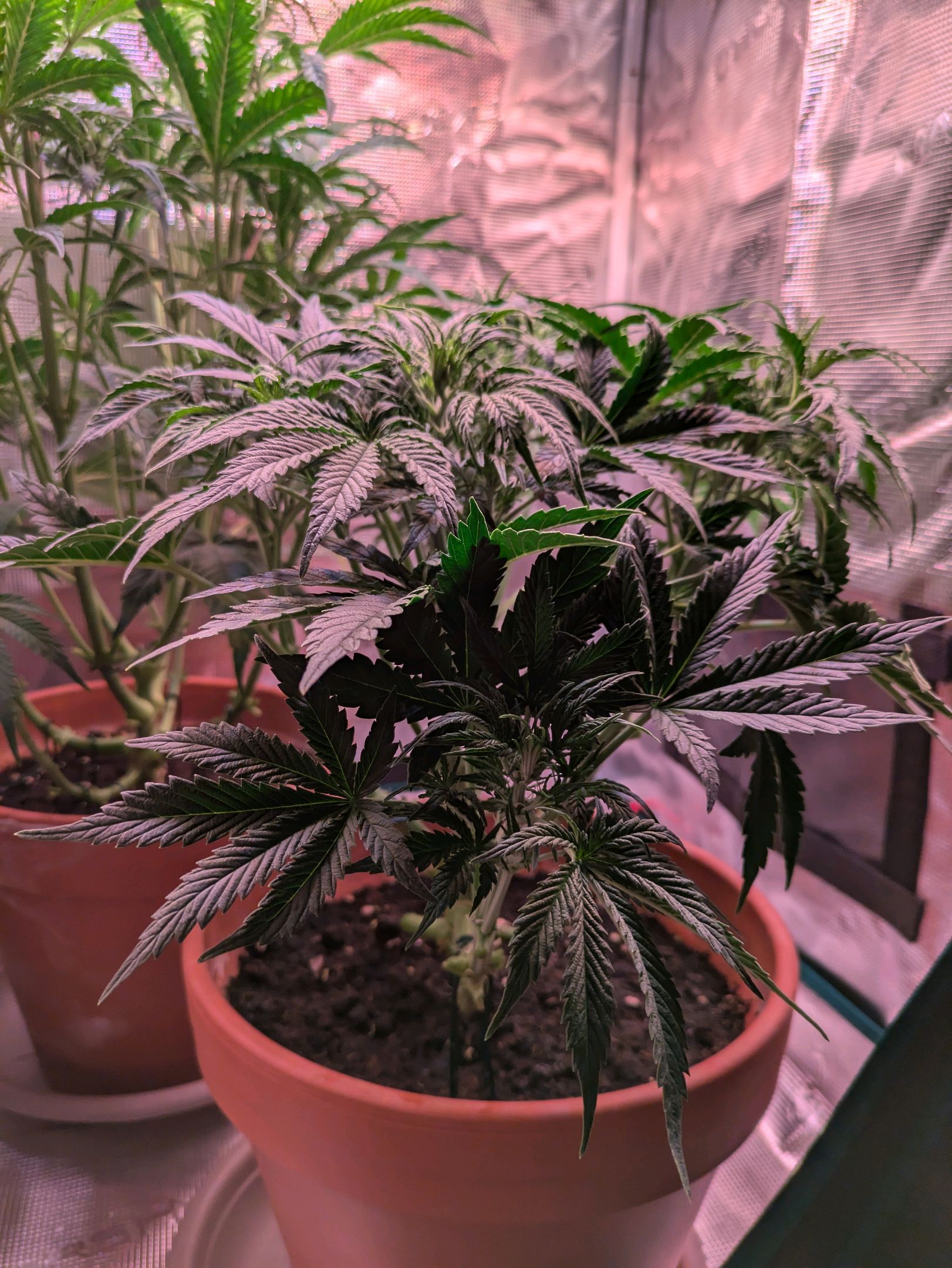 Sticky Orange XXL Automatic growlog photo 57
