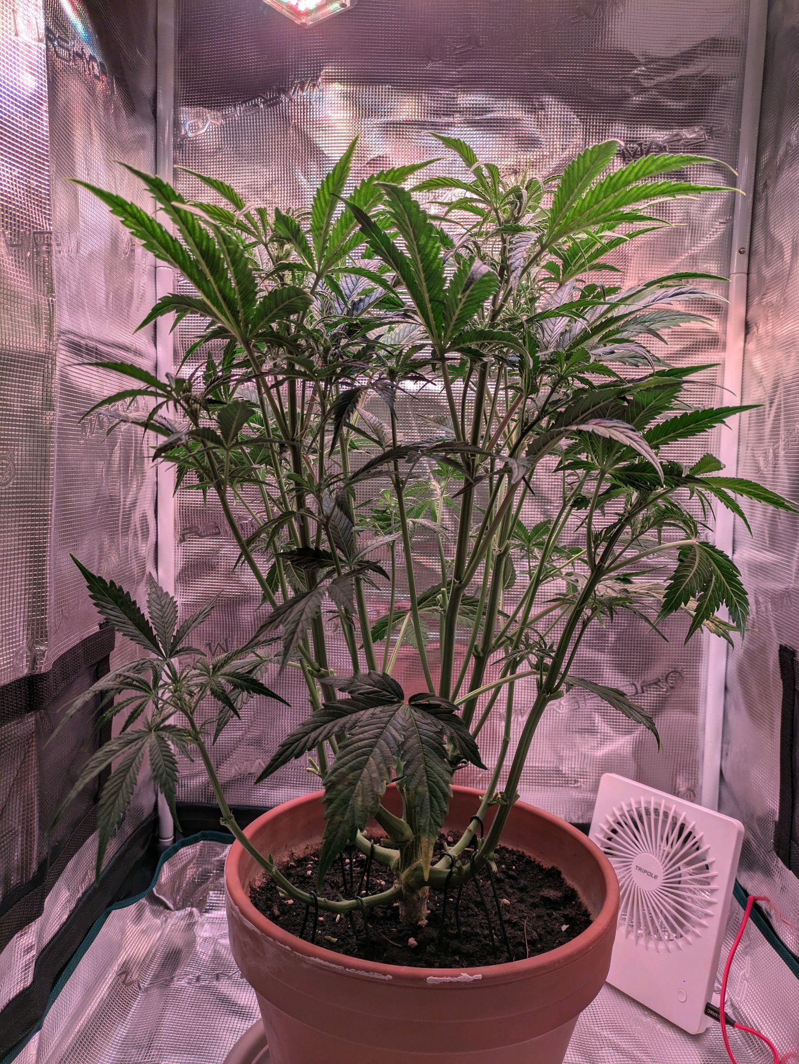 Sticky Orange XXL Automatic growlog photo 58