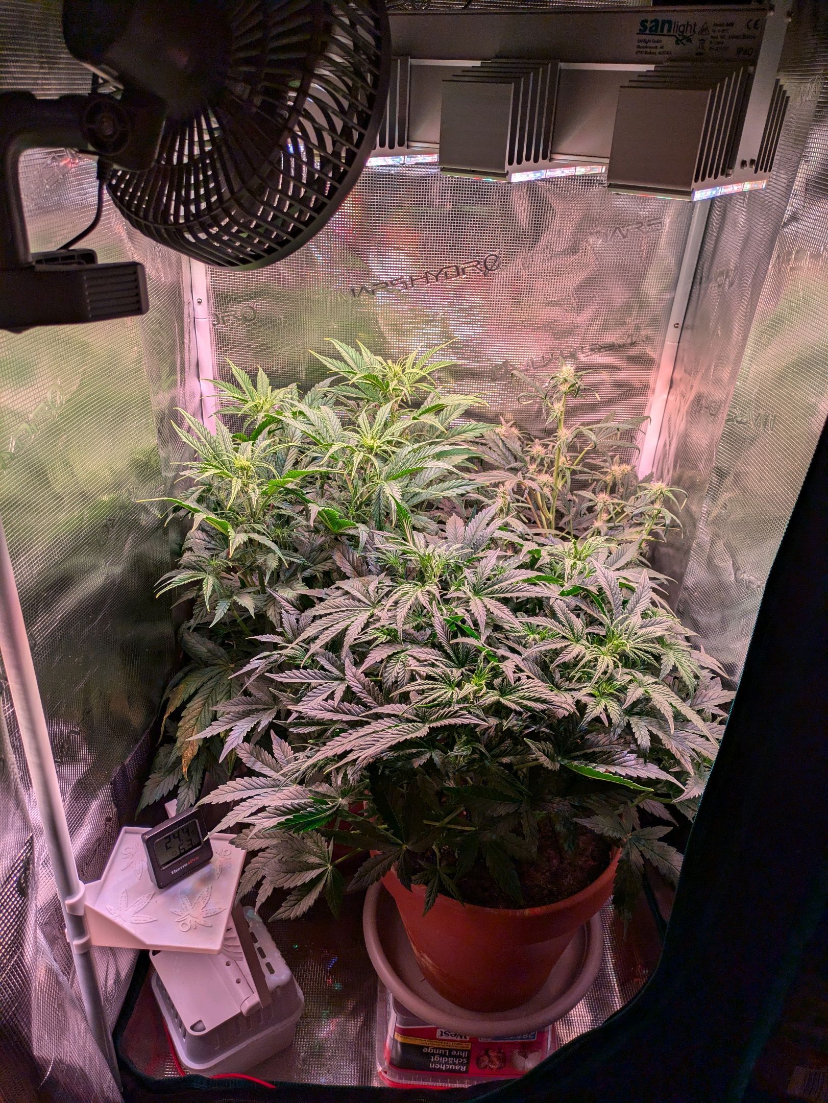 Sticky Orange XXL Automatic growlog photo 59