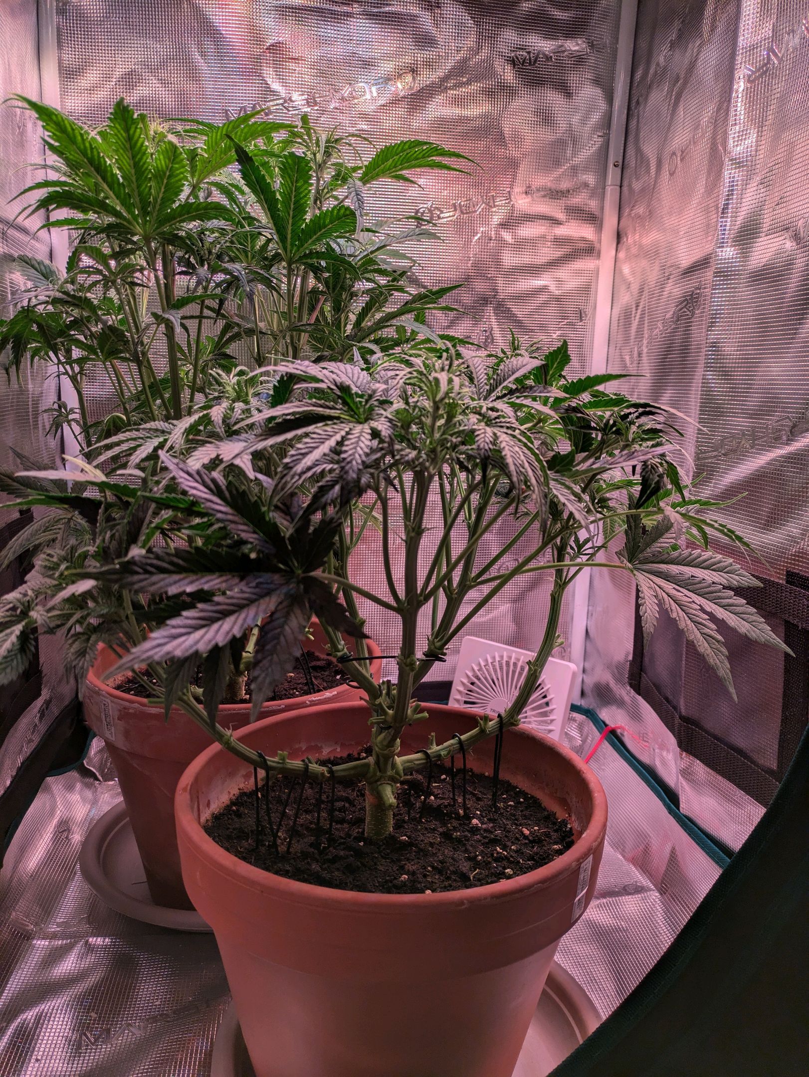 Sticky Orange XXL Automatic growlog photo 60