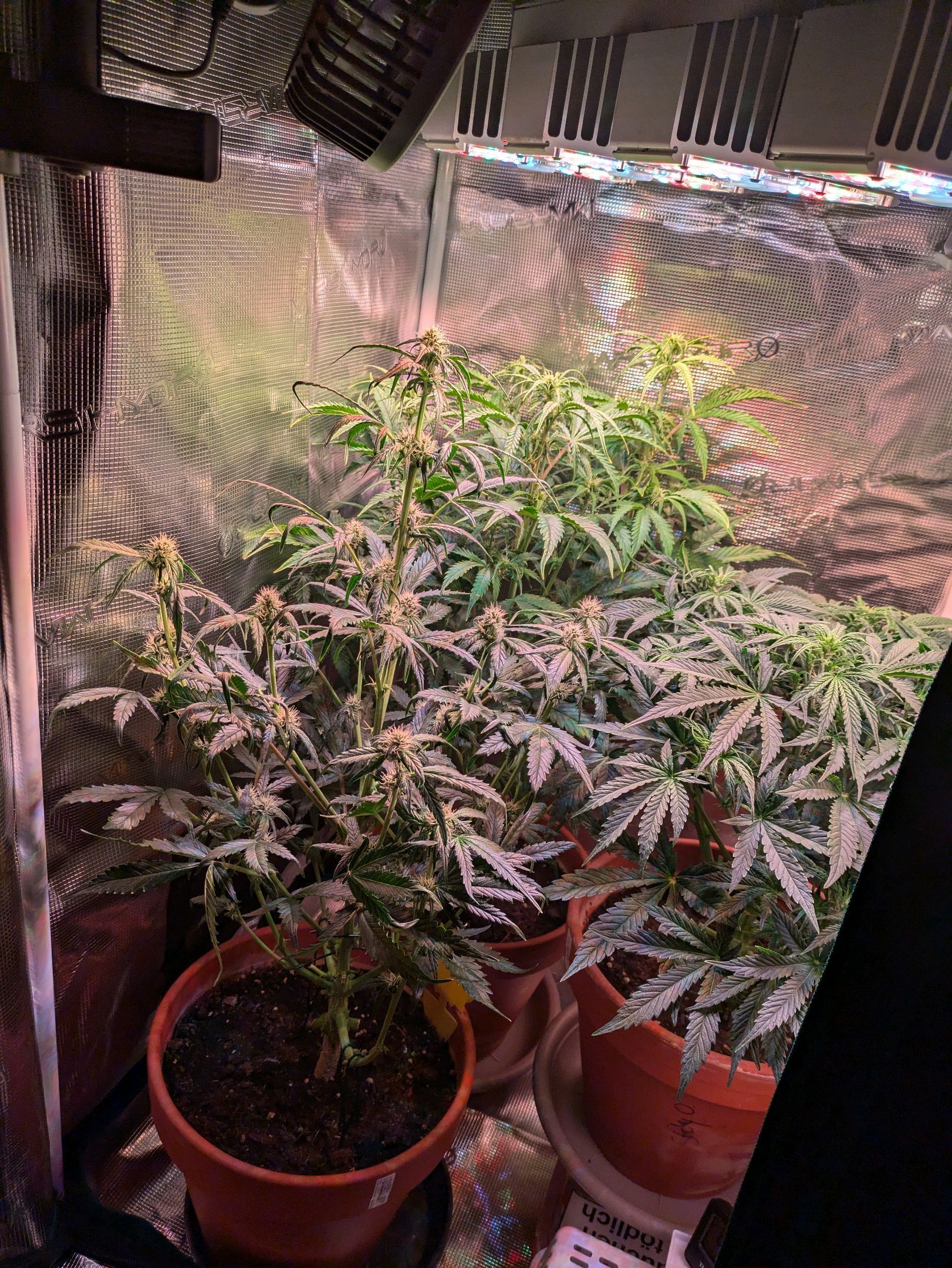 Sticky Orange XXL Automatic growlog photo 61