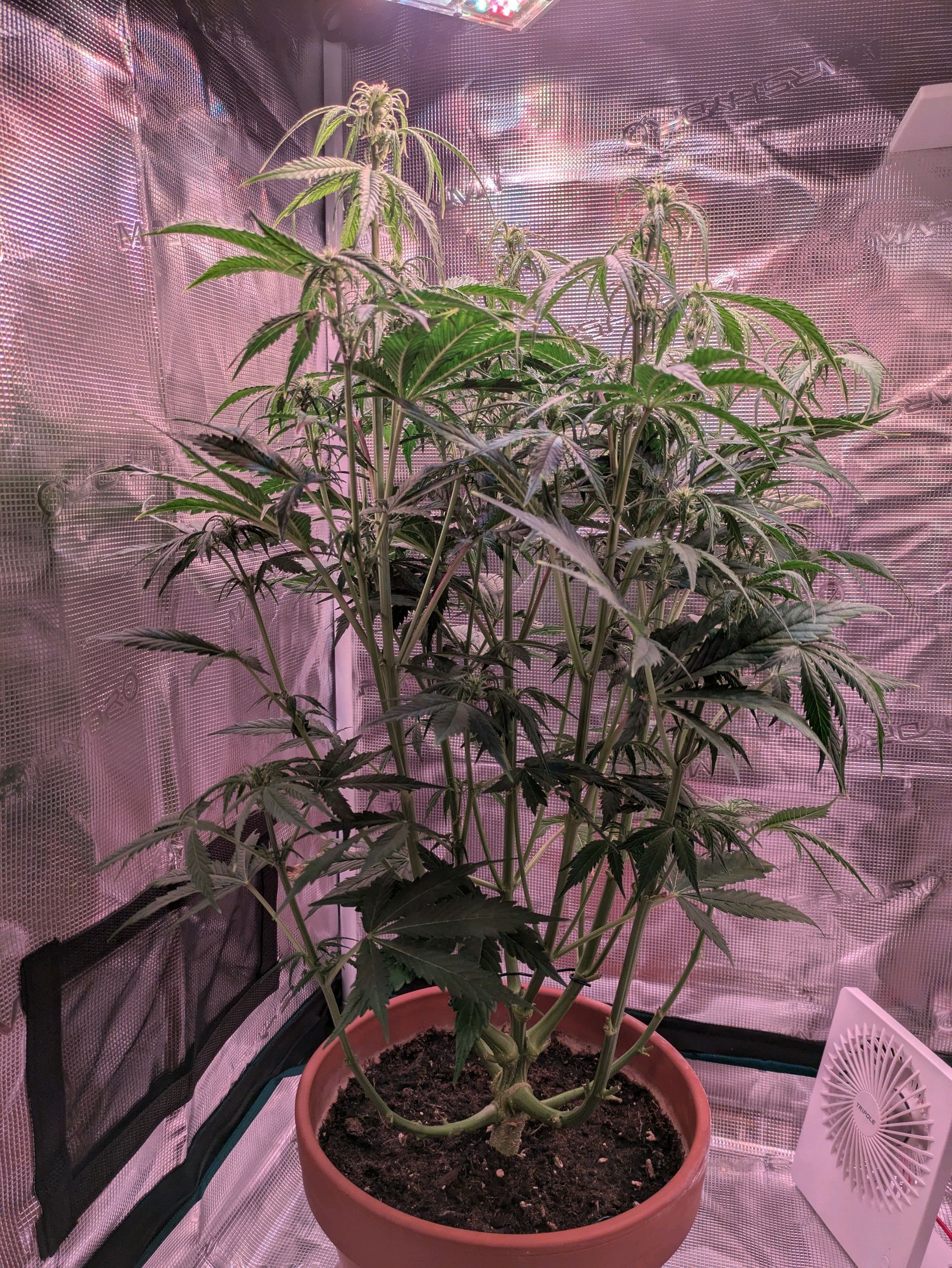 Sticky Orange XXL Automatic growlog photo 62