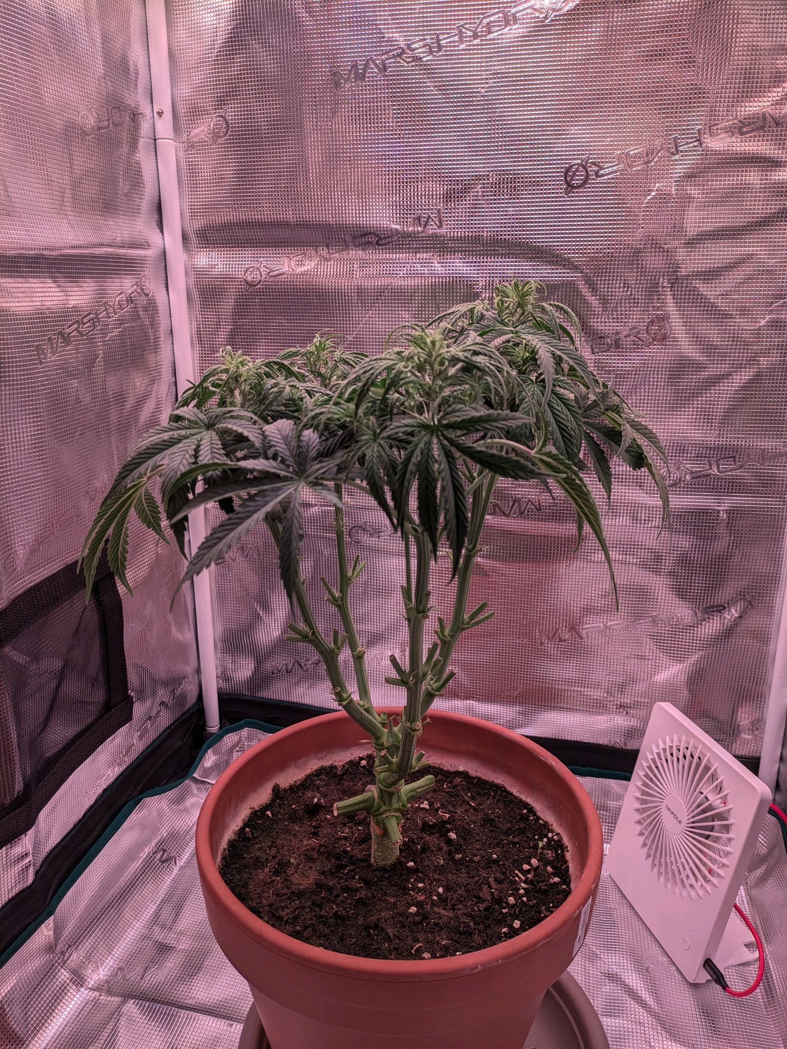 Sticky Orange XXL Automatic growlog photo 63