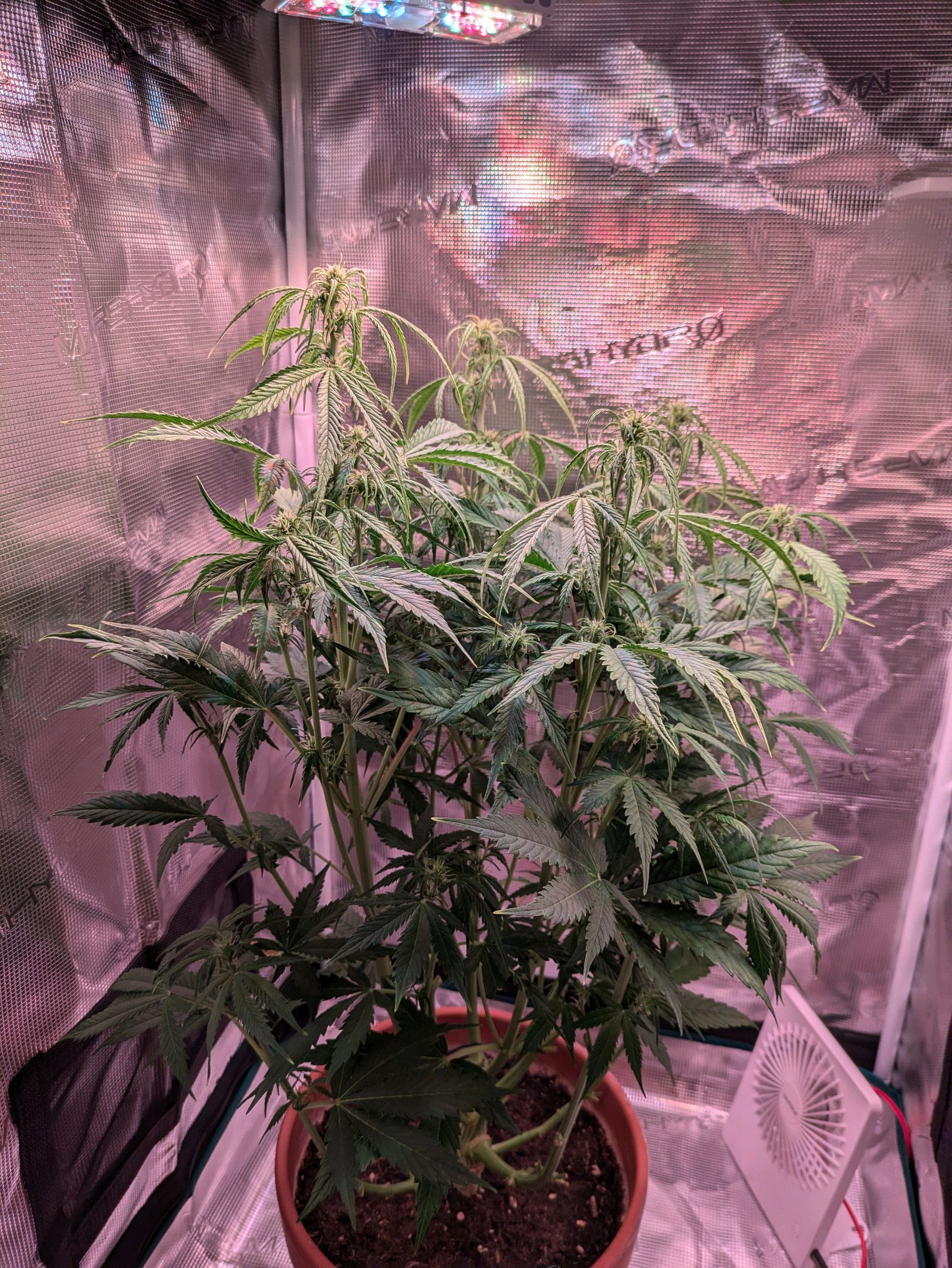 Sticky Orange XXL Automatic growlog photo 64