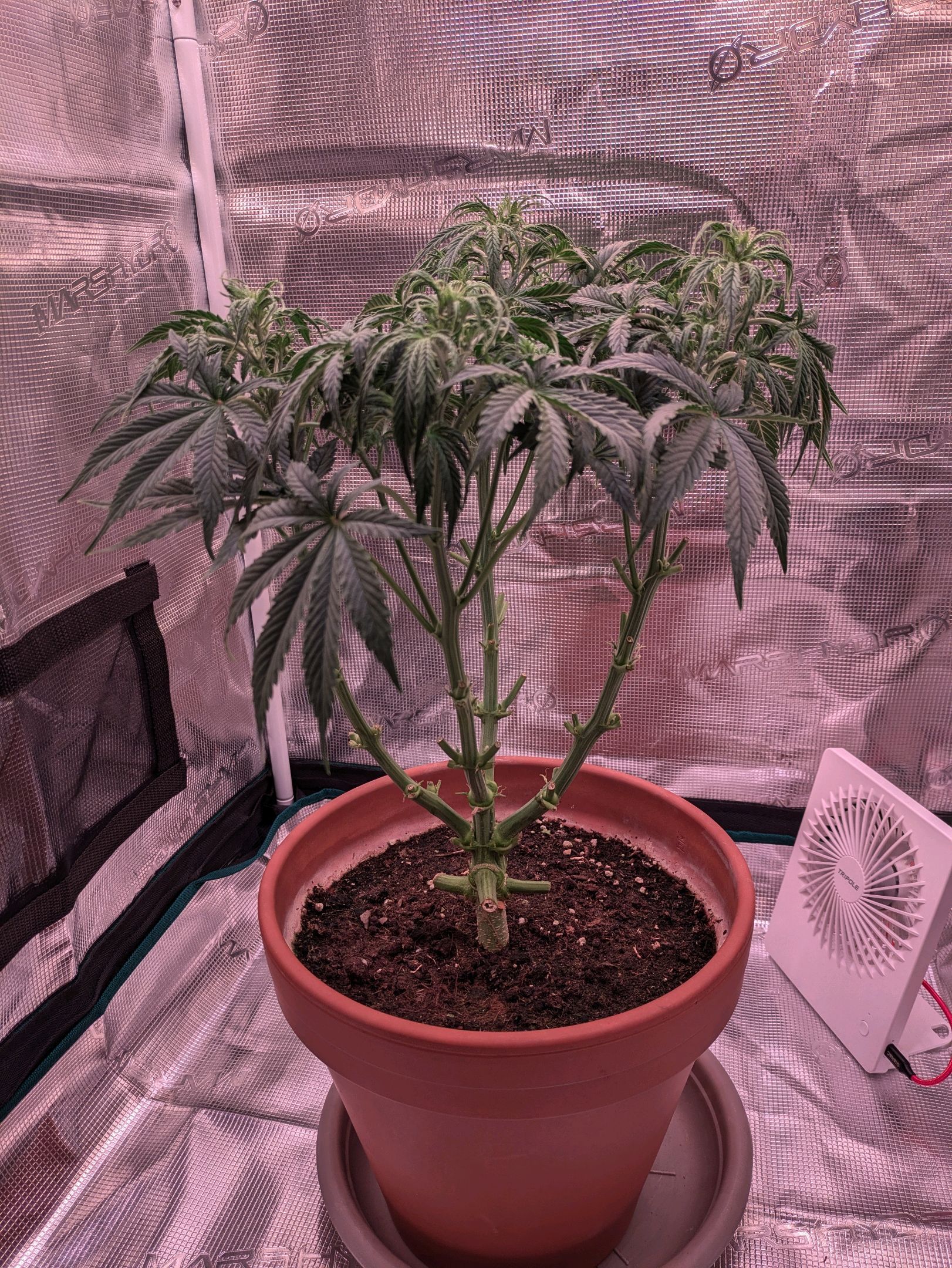 Sticky Orange XXL Automatic growlog photo 65