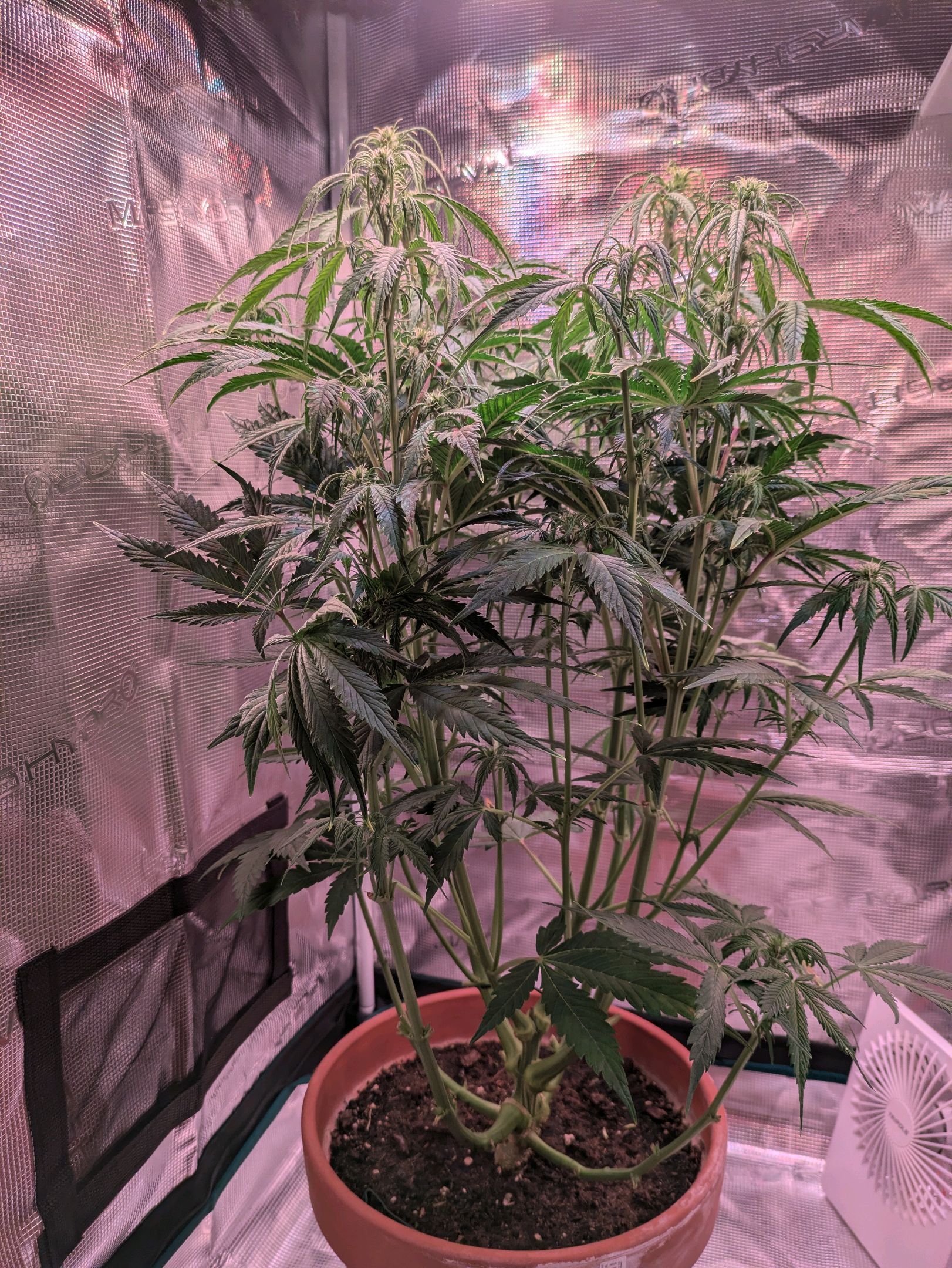 Sticky Orange XXL Automatic growlog photo 66
