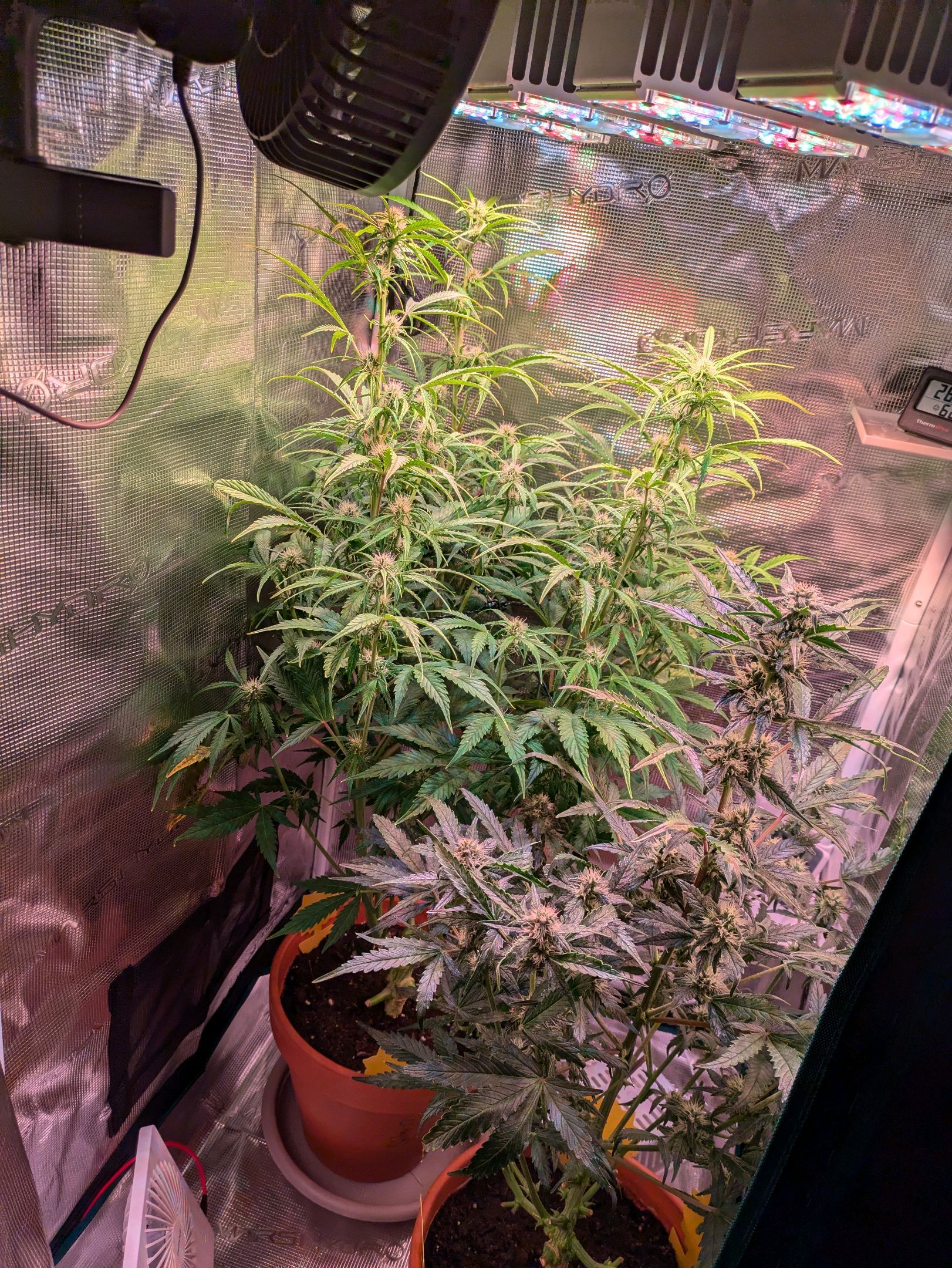Sticky Orange XXL Automatic growlog photo 67