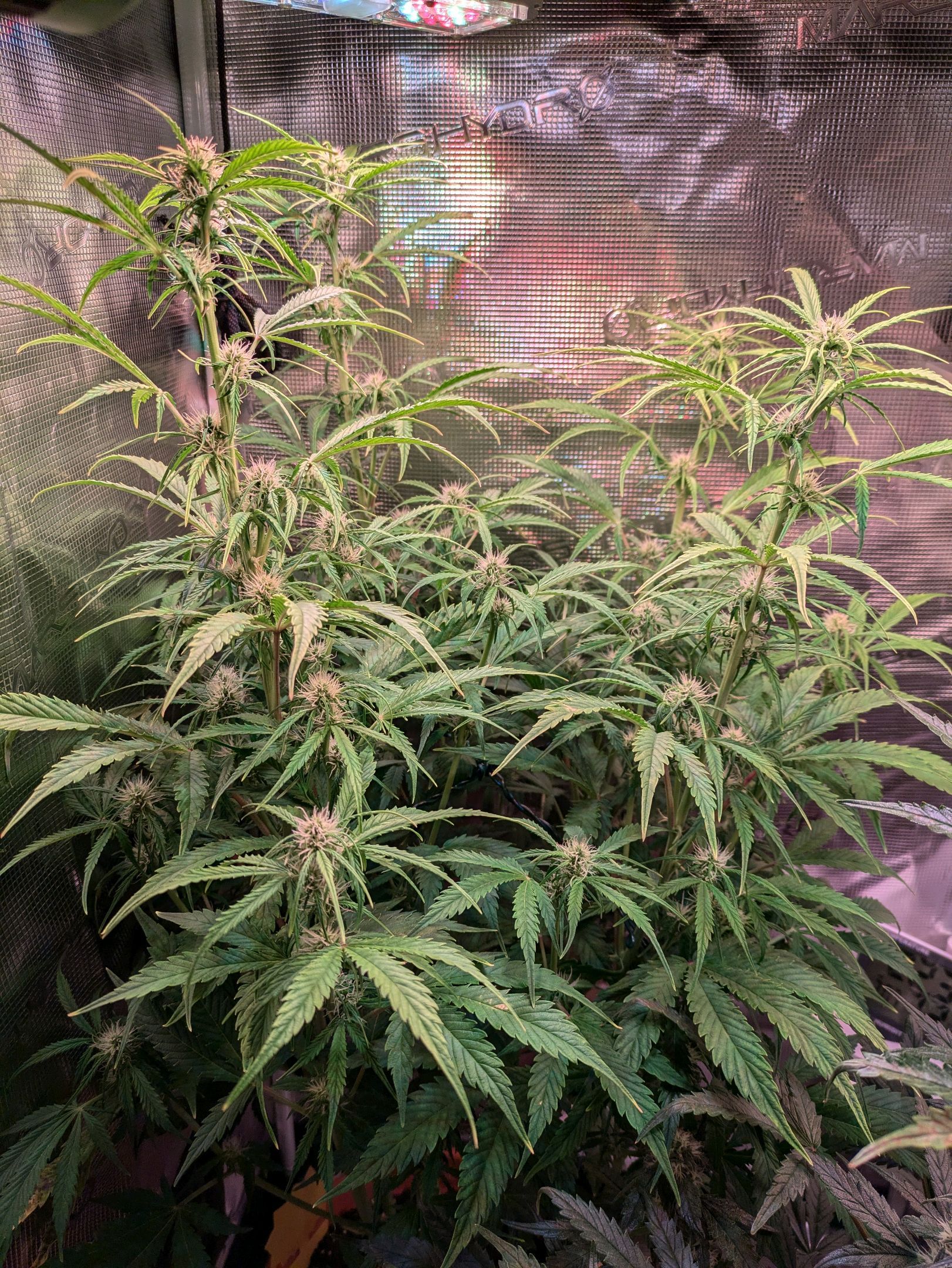 Sticky Orange XXL Automatic growlog photo 68