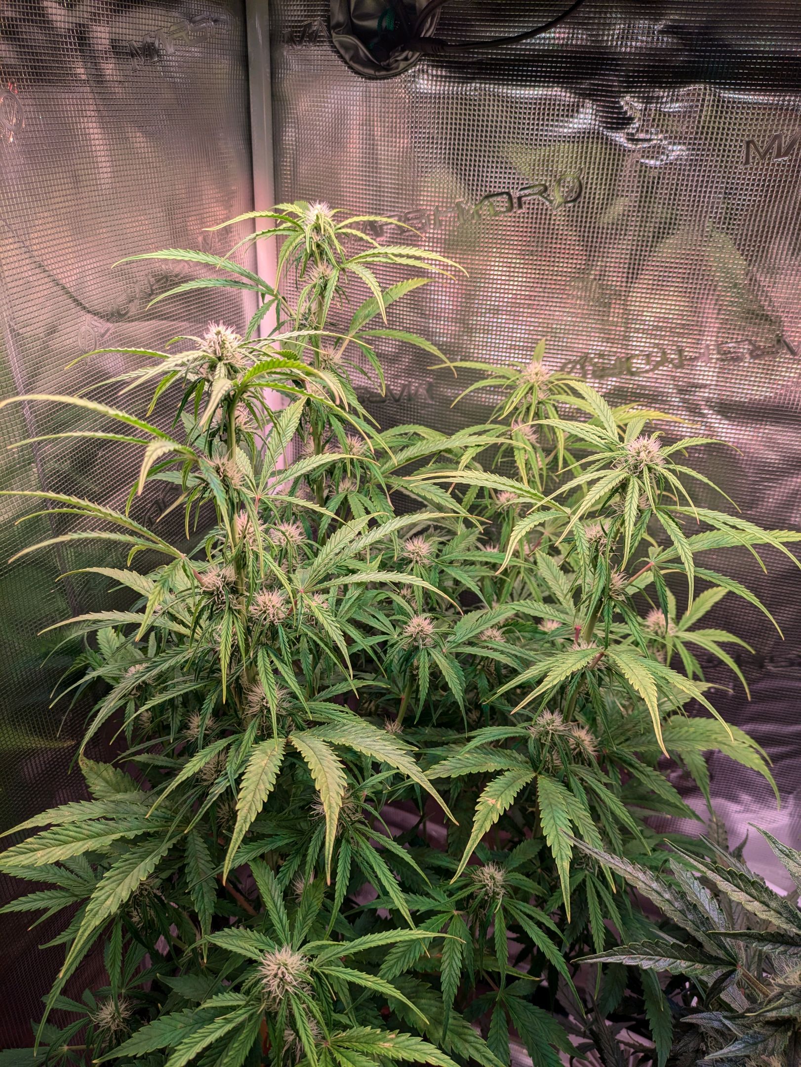 Sticky Orange XXL Automatic growlog photo 69