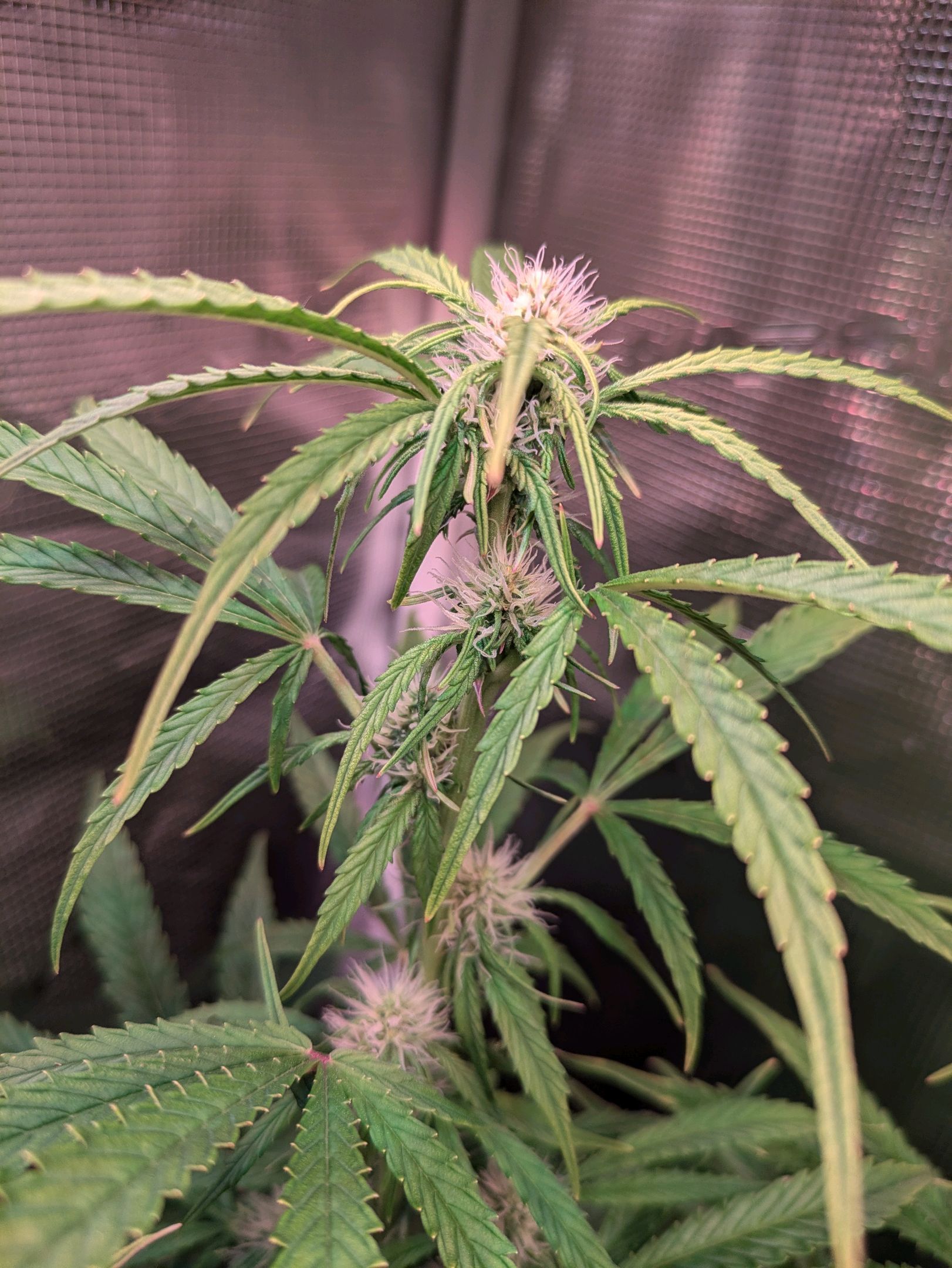 Sticky Orange XXL Automatic growlog photo 70