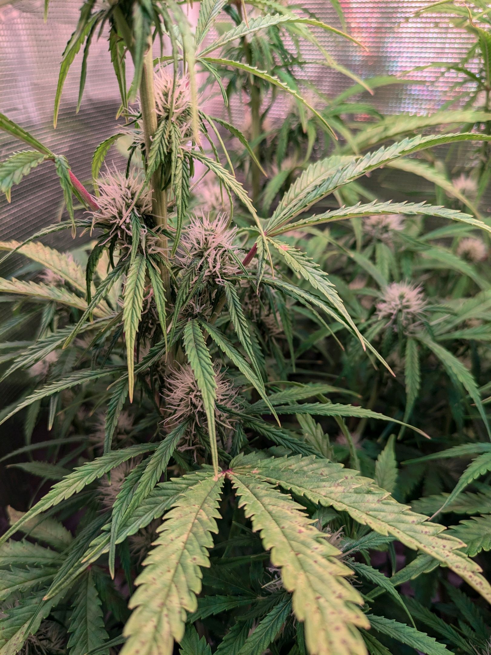 Sticky Orange XXL Automatic growlog photo 71