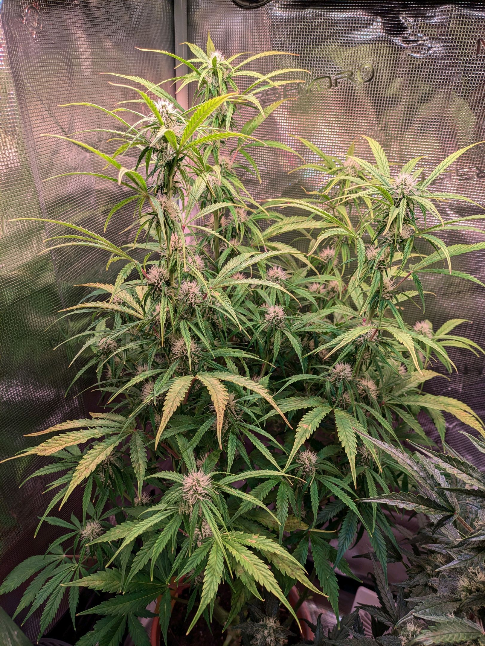 Sticky Orange XXL Automatic growlog photo 72