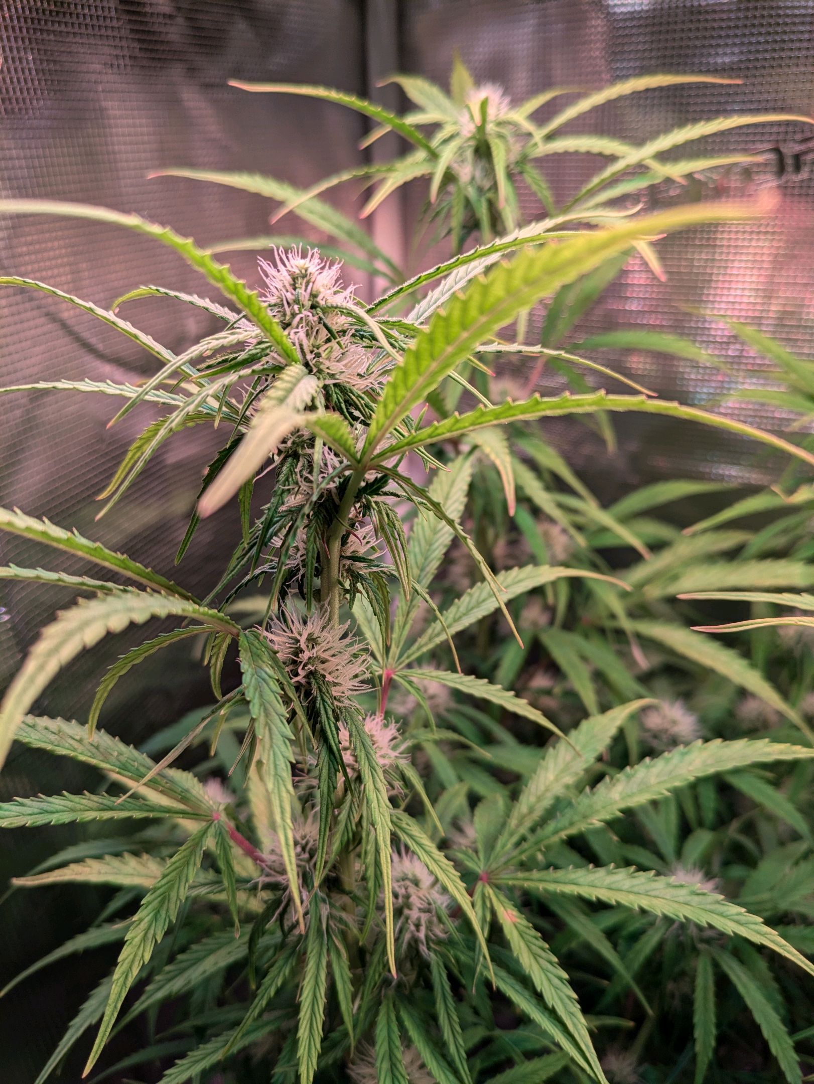 Sticky Orange XXL Automatic growlog photo 73