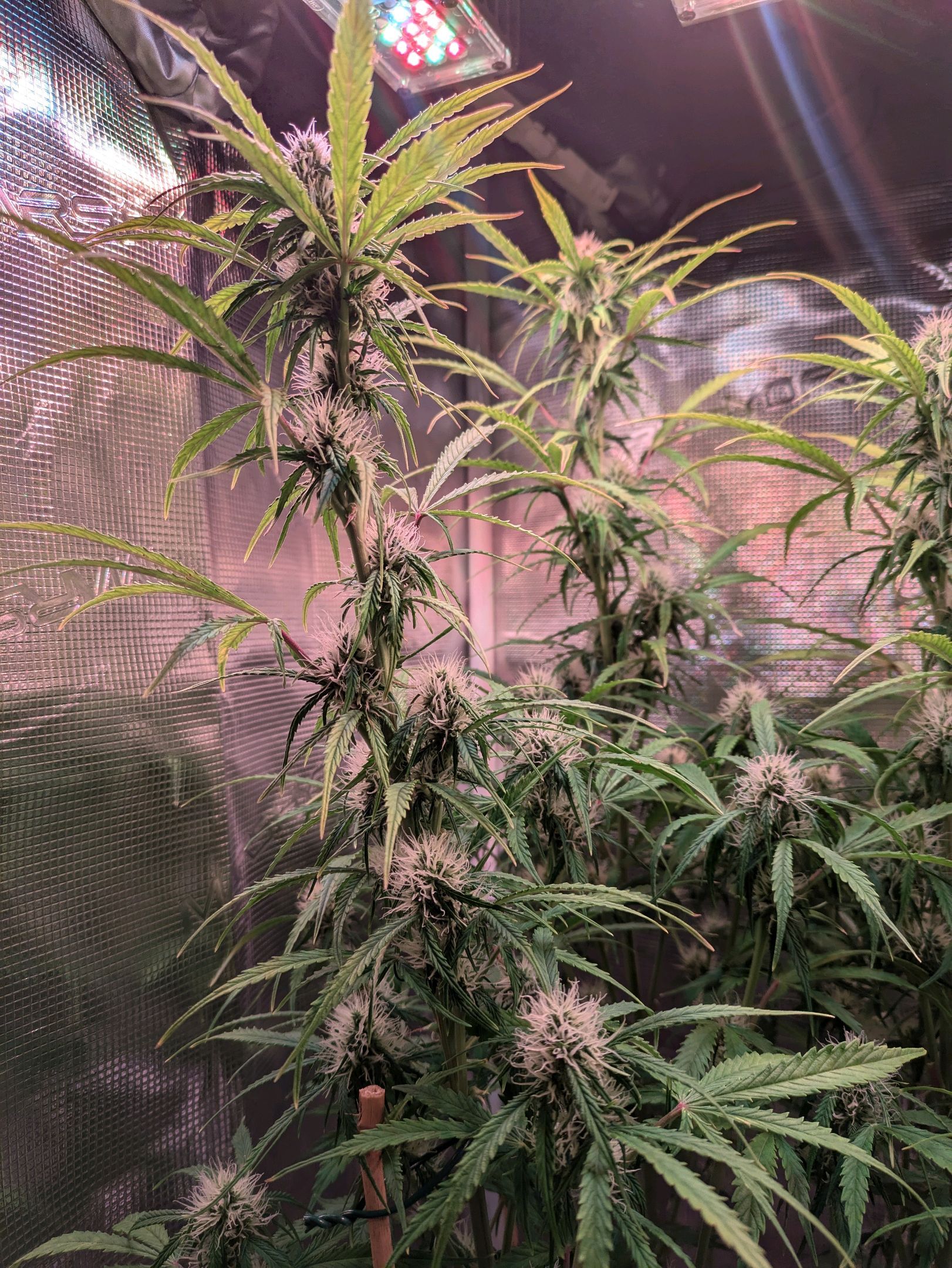Sticky Orange XXL Automatic growlog photo 75