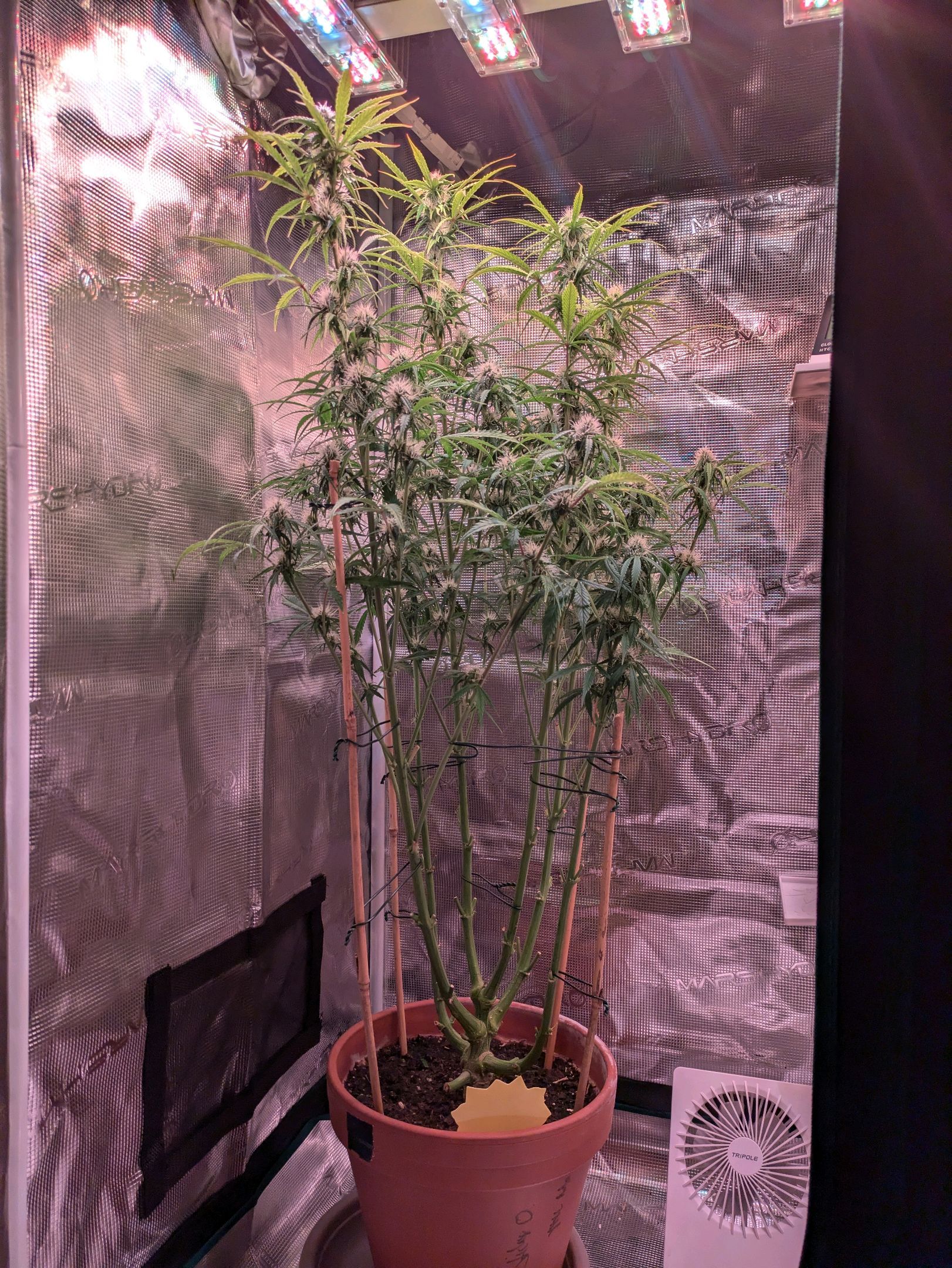 Sticky Orange XXL Automatic growlog photo 74