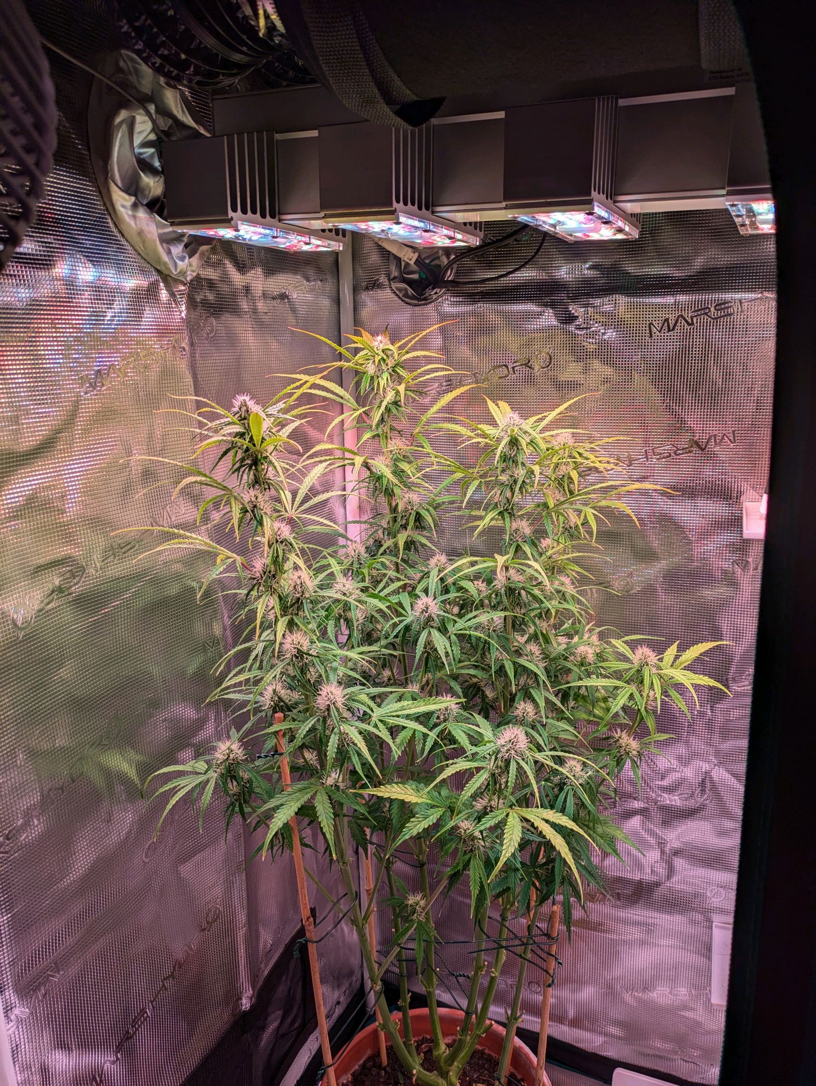 Sticky Orange XXL Automatic growlog photo 76