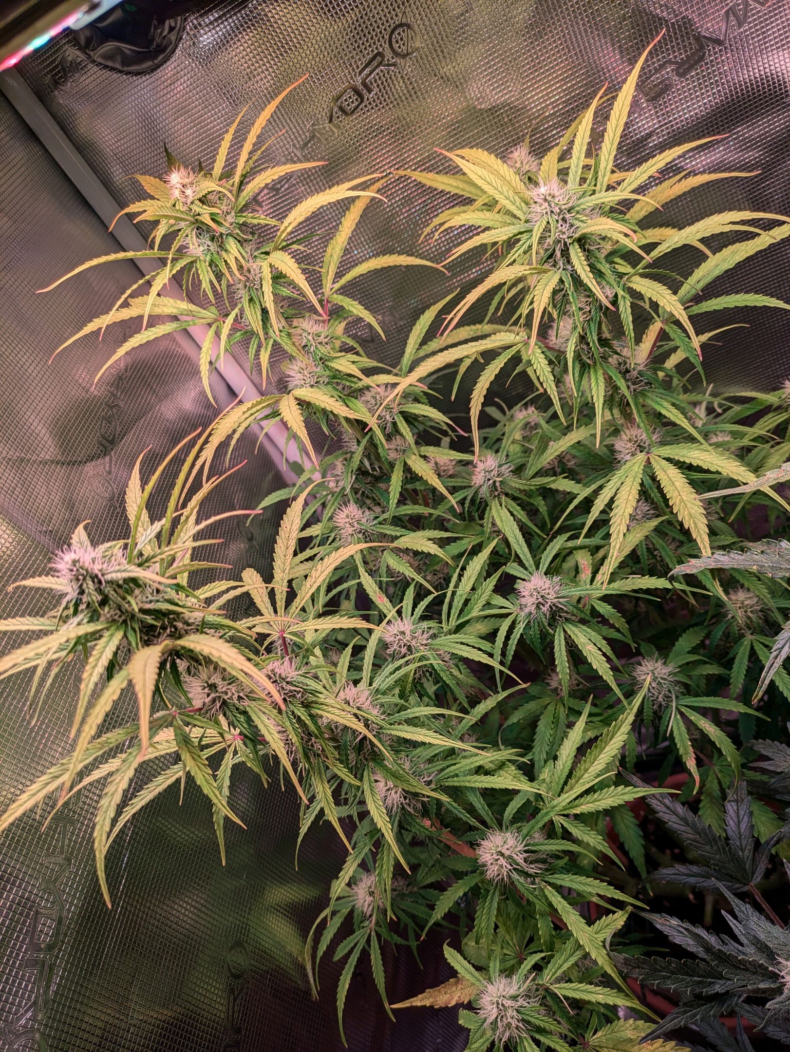 Sticky Orange XXL Automatic growlog photo 77