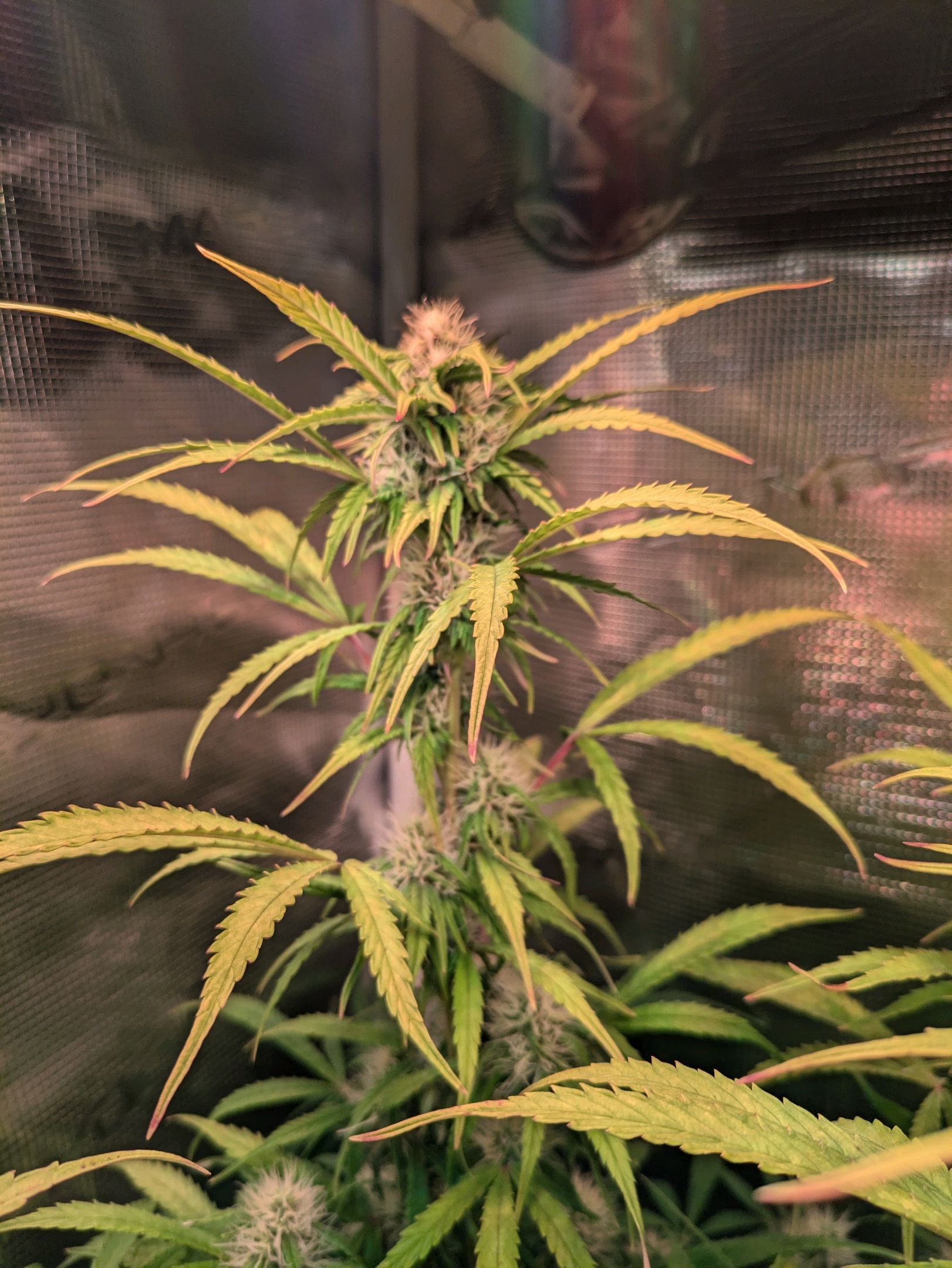 Sticky Orange XXL Automatic growlog photo 78