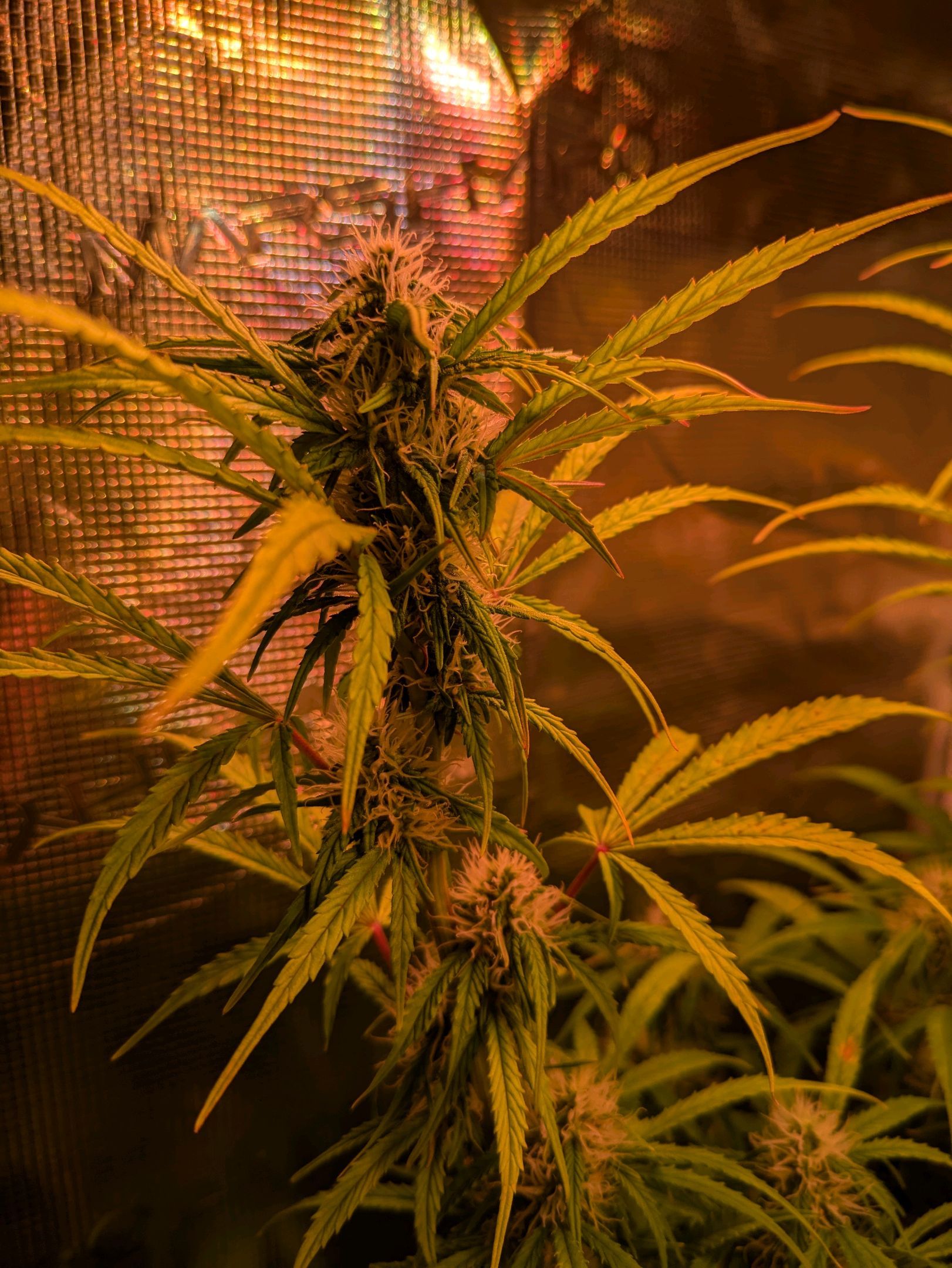 Sticky Orange XXL Automatic growlog photo 79