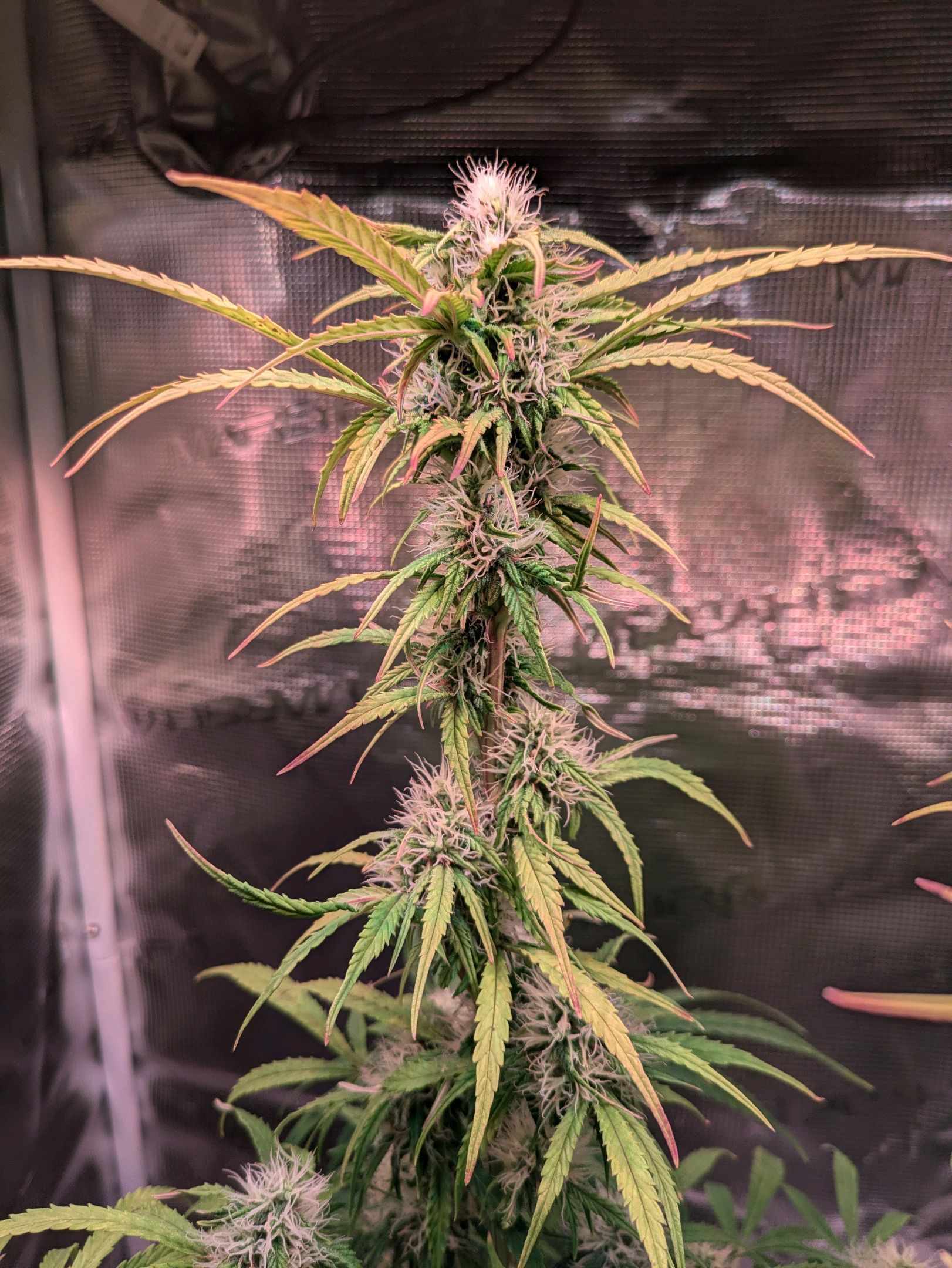 Sticky Orange XXL Automatic growlog photo 80