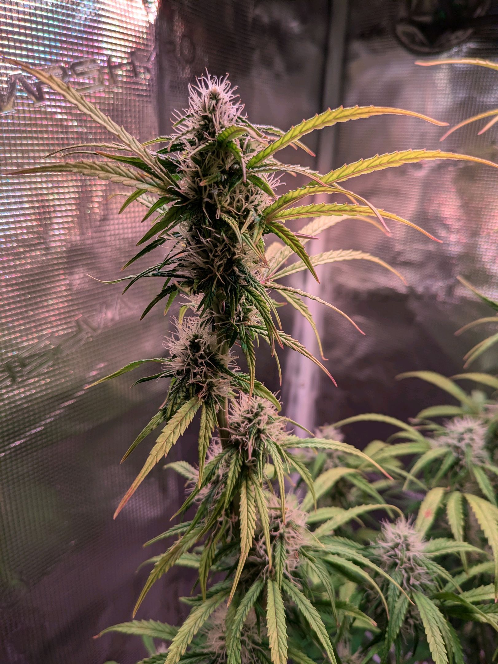 Sticky Orange XXL Automatic growlog photo 81
