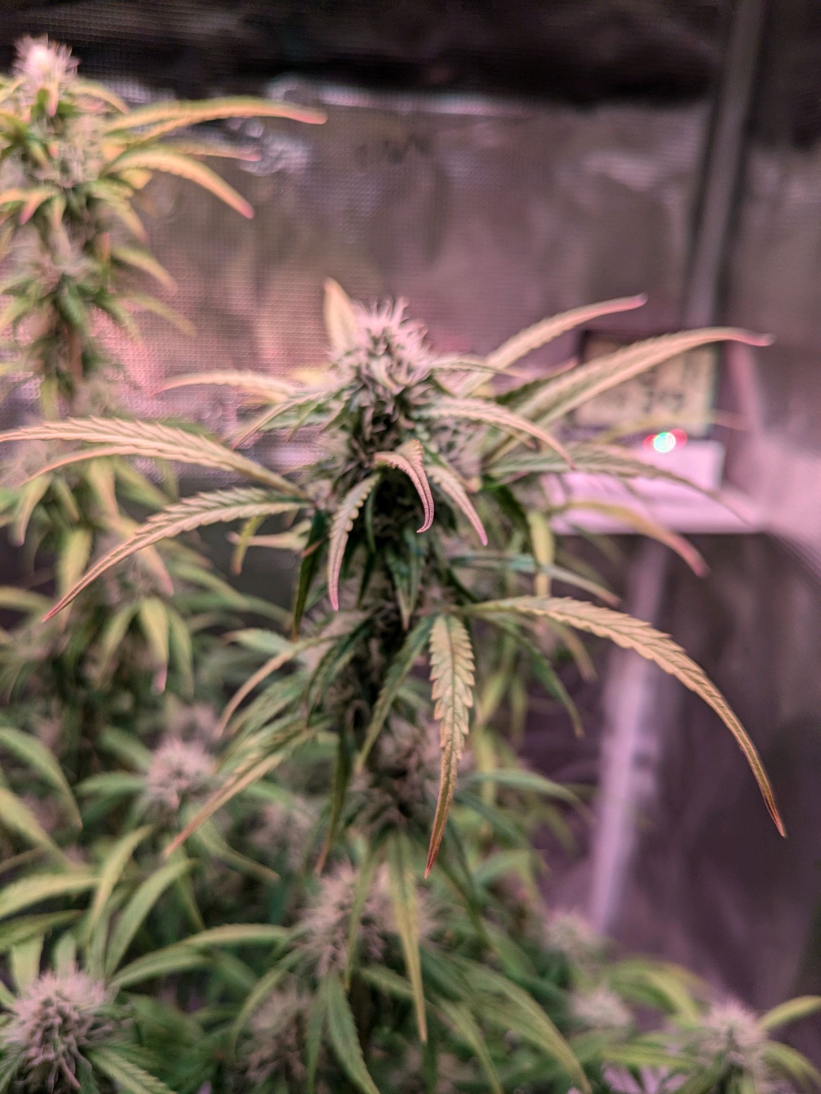 Sticky Orange XXL Automatic growlog photo 82