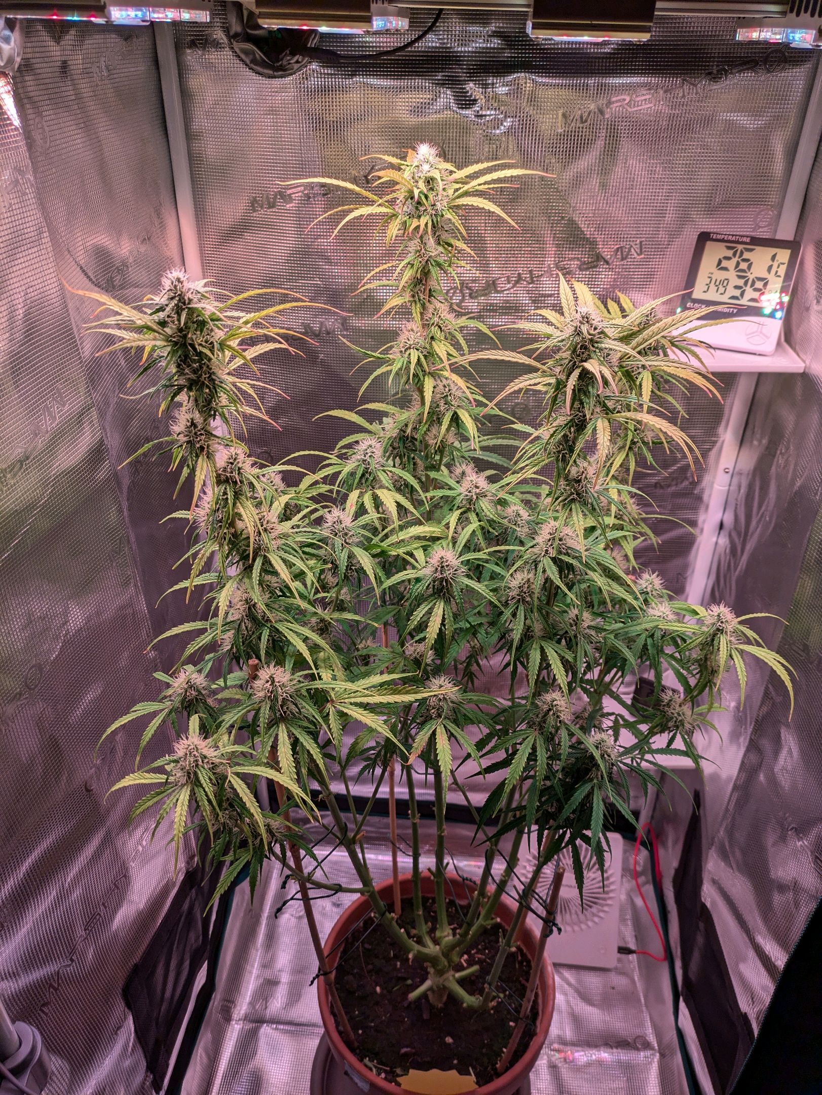 Sticky Orange XXL Automatic growlog photo 83