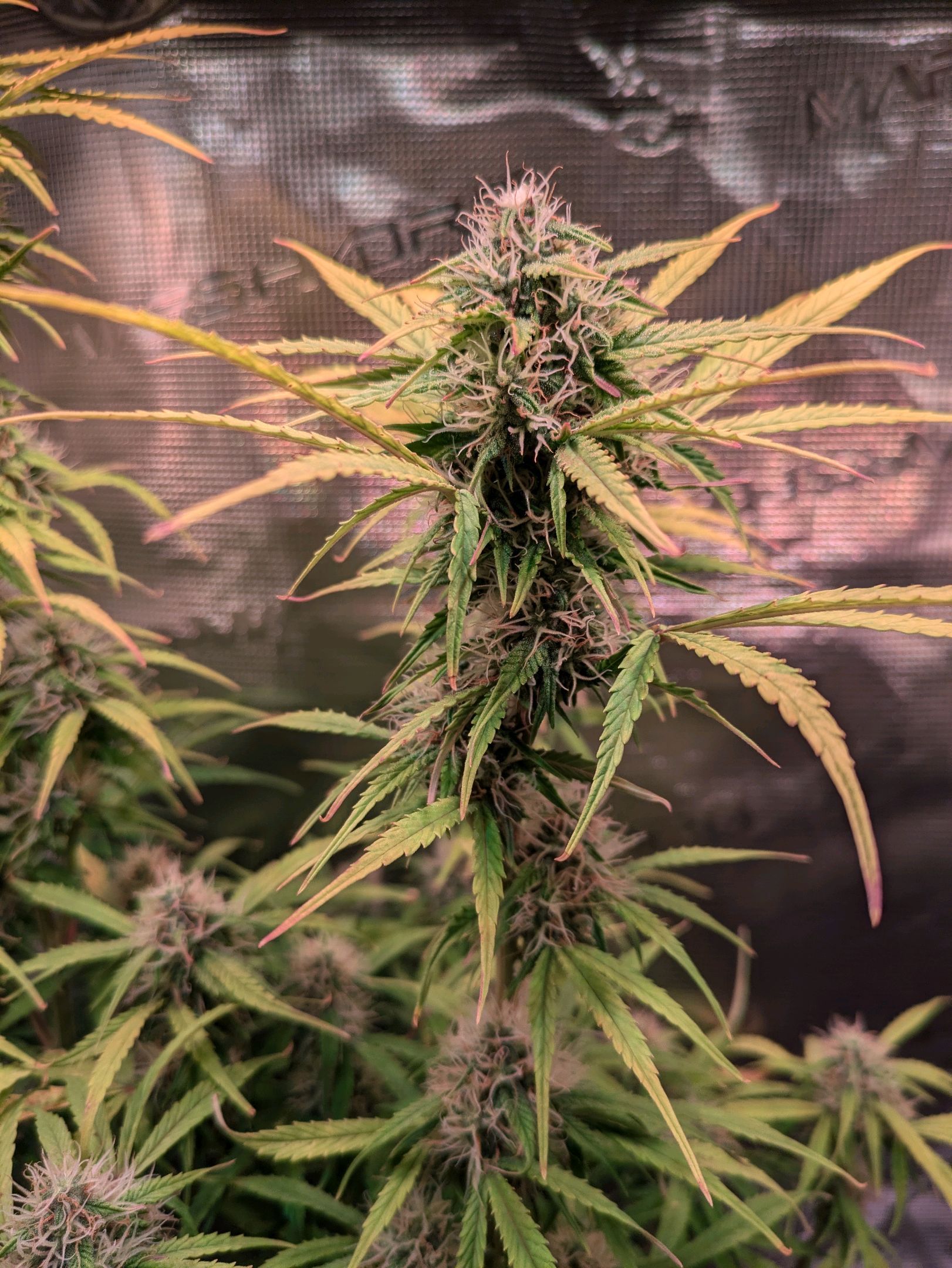 Sticky Orange XXL Automatic growlog photo 84