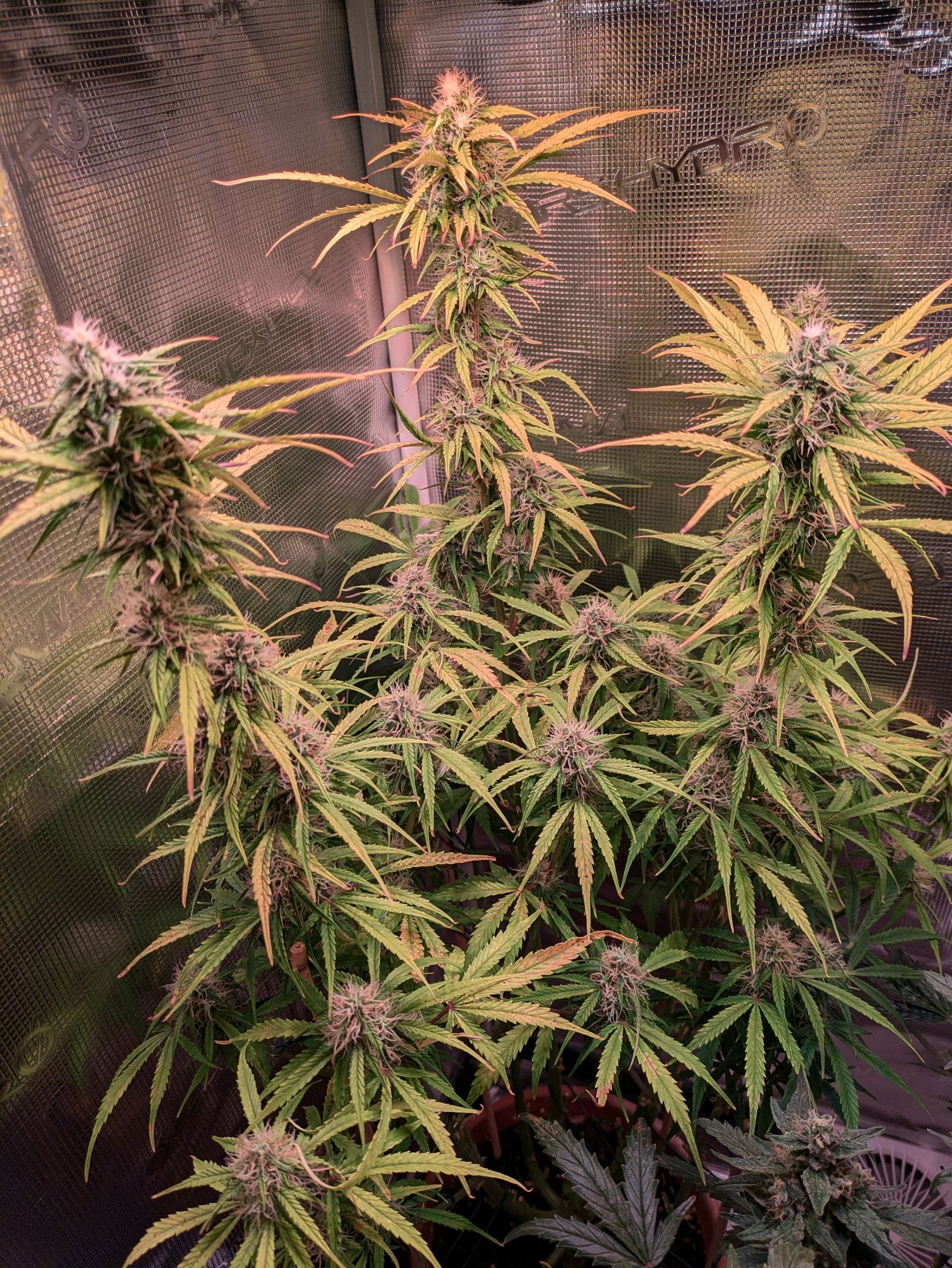 Sticky Orange XXL Automatic growlog photo 85