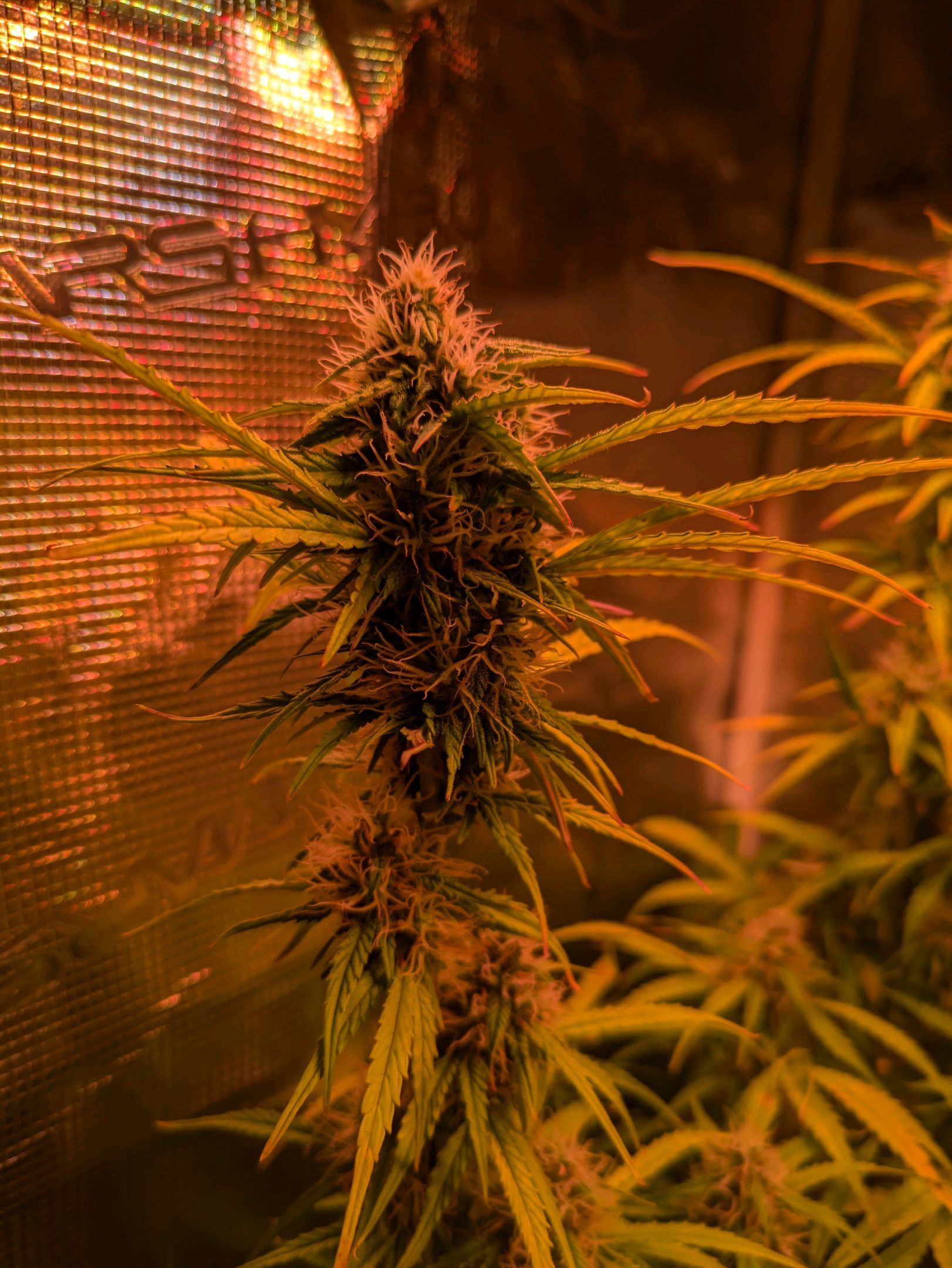 Sticky Orange XXL Automatic growlog photo 86