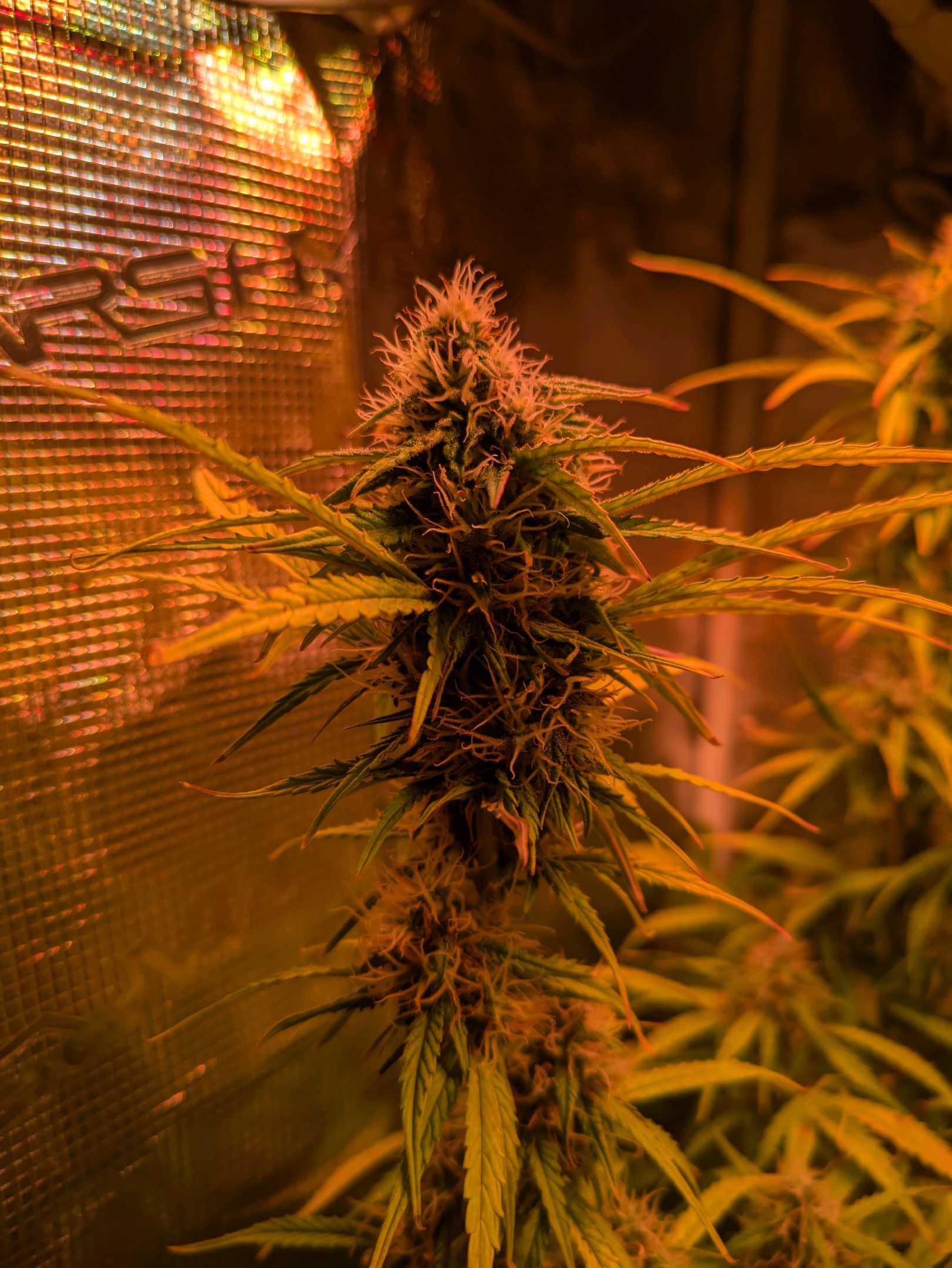 Sticky Orange XXL Automatic growlog photo 87