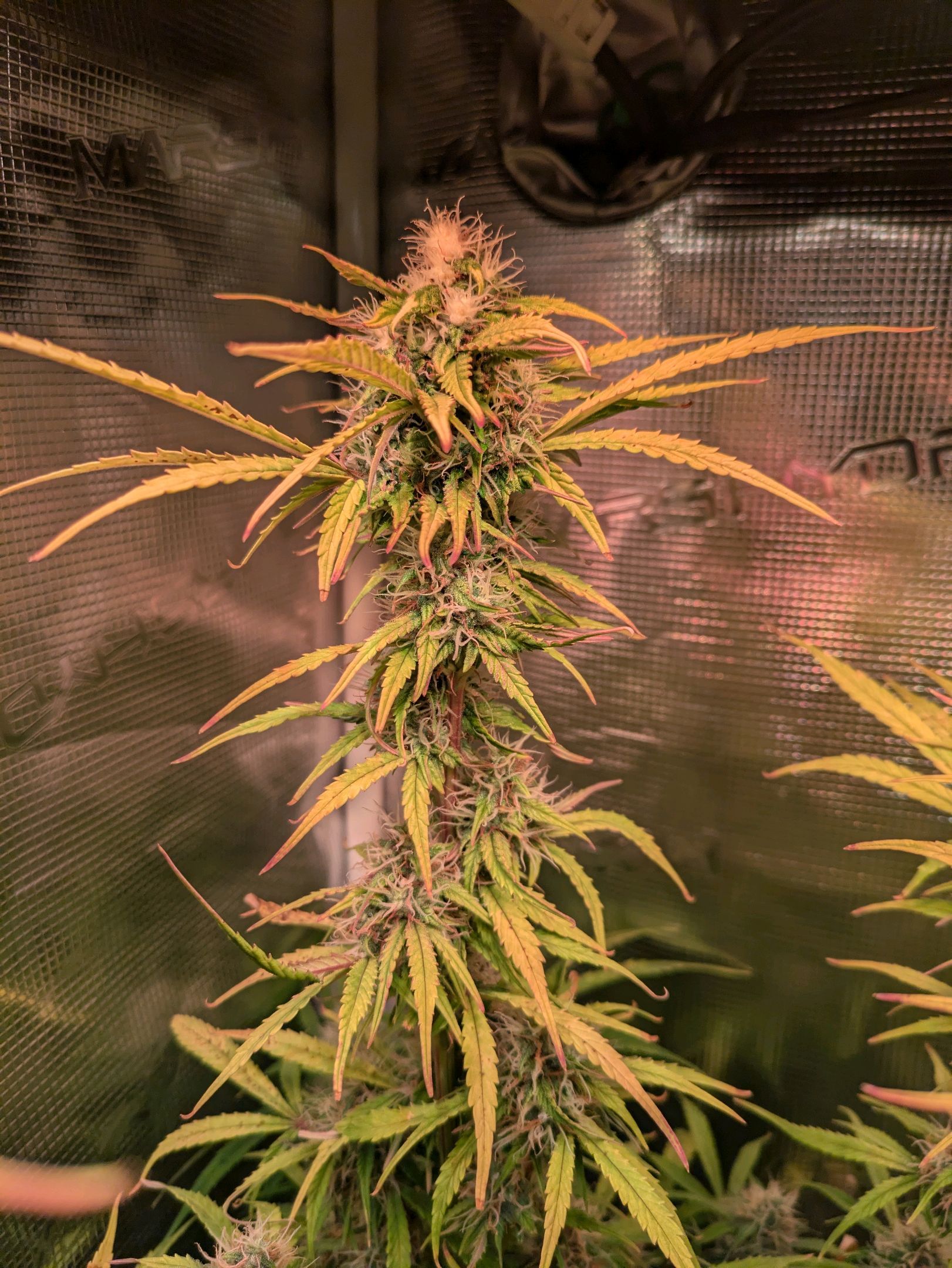 Sticky Orange XXL Automatic growlog photo 88