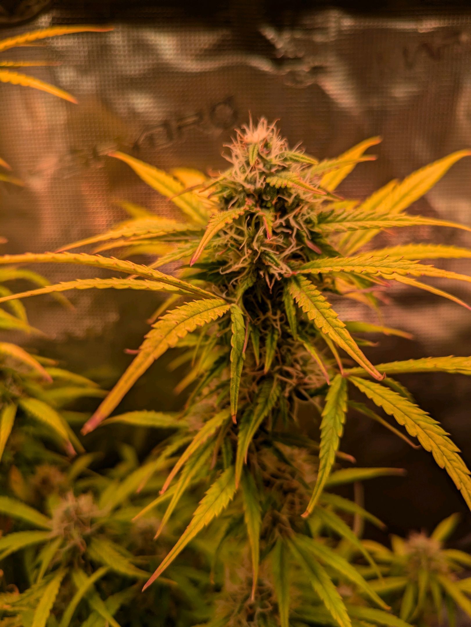 Sticky Orange XXL Automatic growlog photo 89