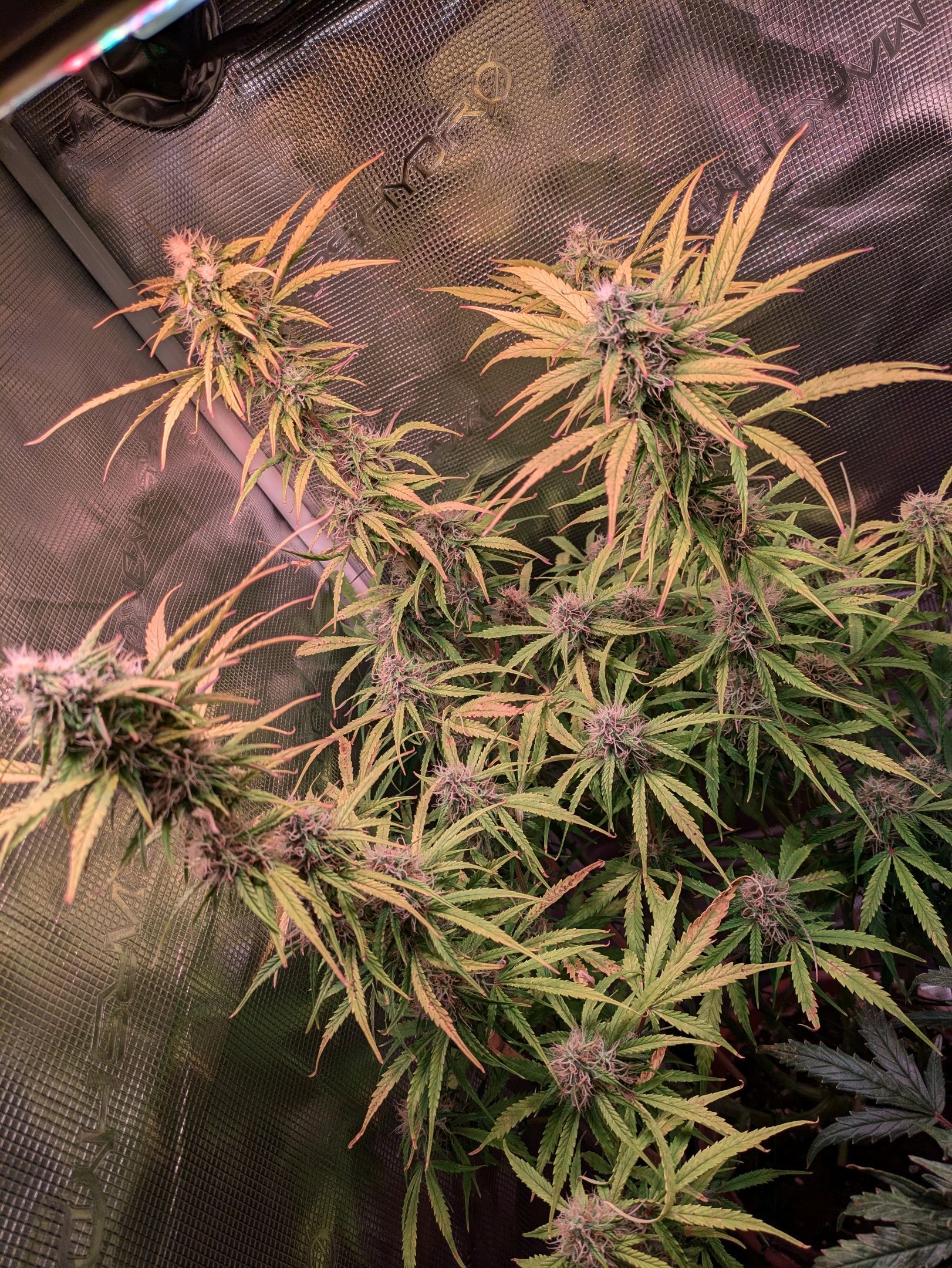 Sticky Orange XXL Automatic growlog photo 90