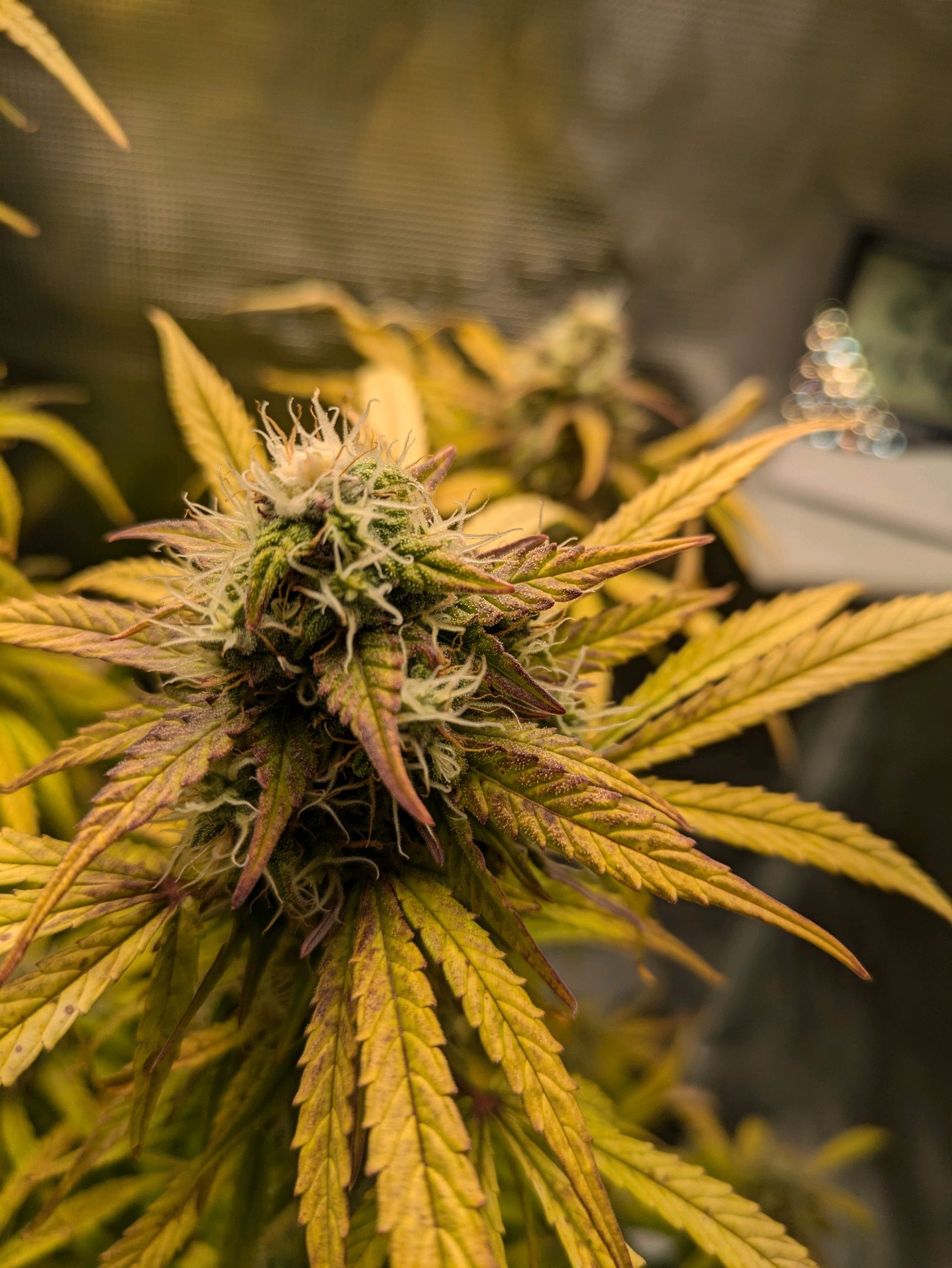 Sticky Orange XXL Automatic growlog photo 91