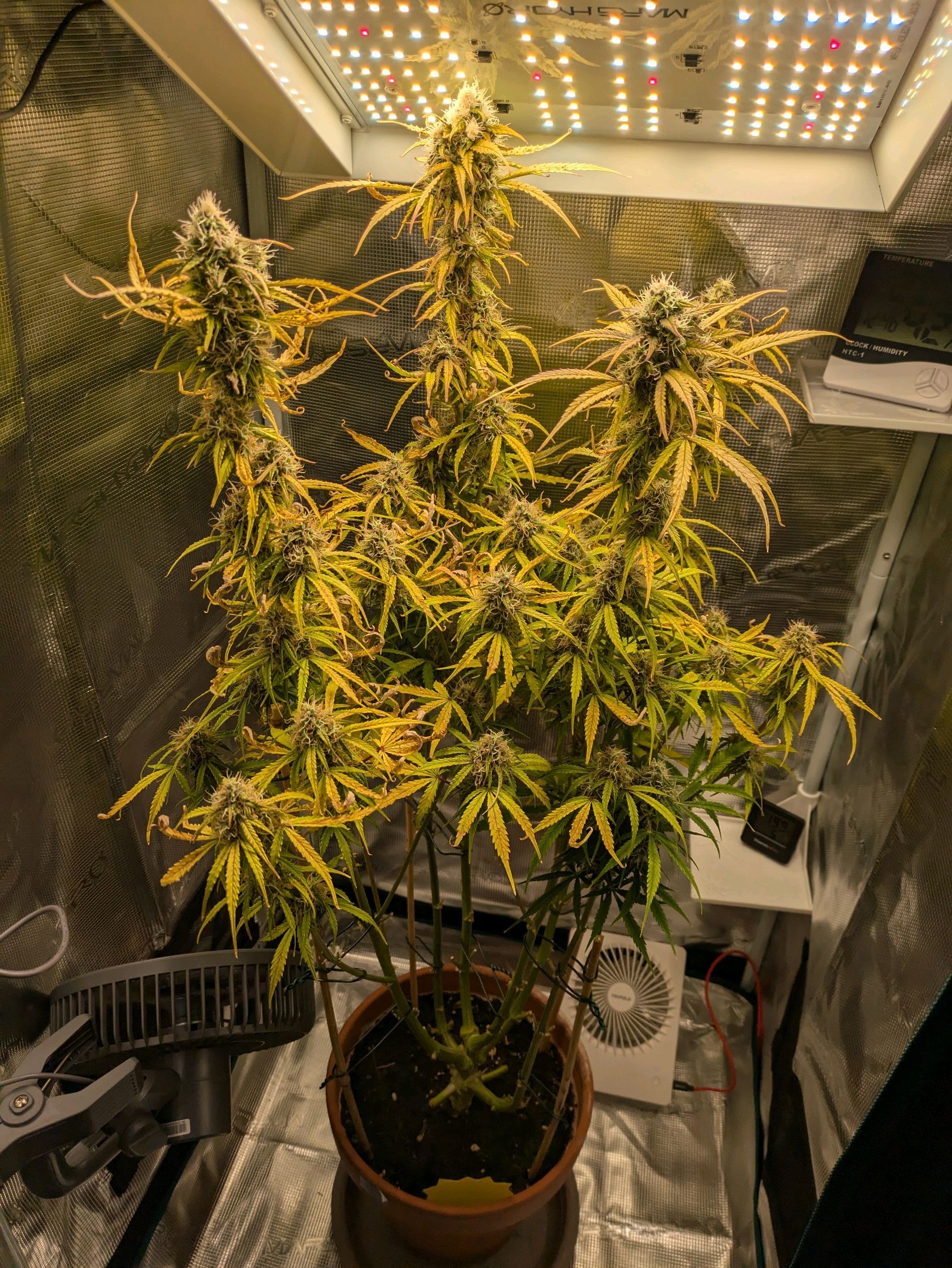 Sticky Orange XXL Automatic growlog photo 92